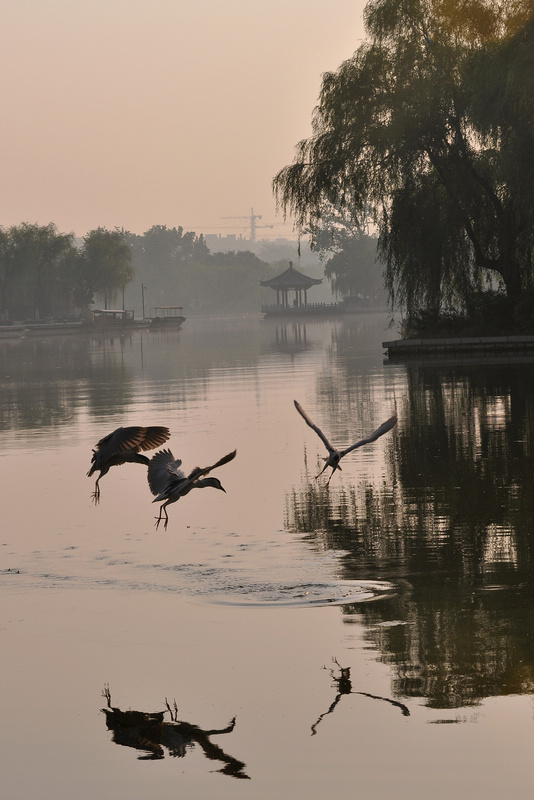 清晨的明湖13176691689程永林.jpg