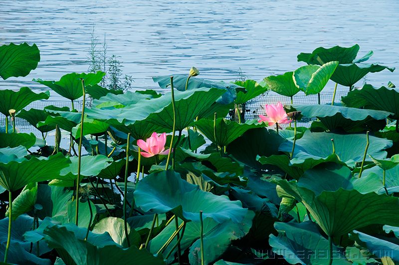 济南市花在明湖.jpg