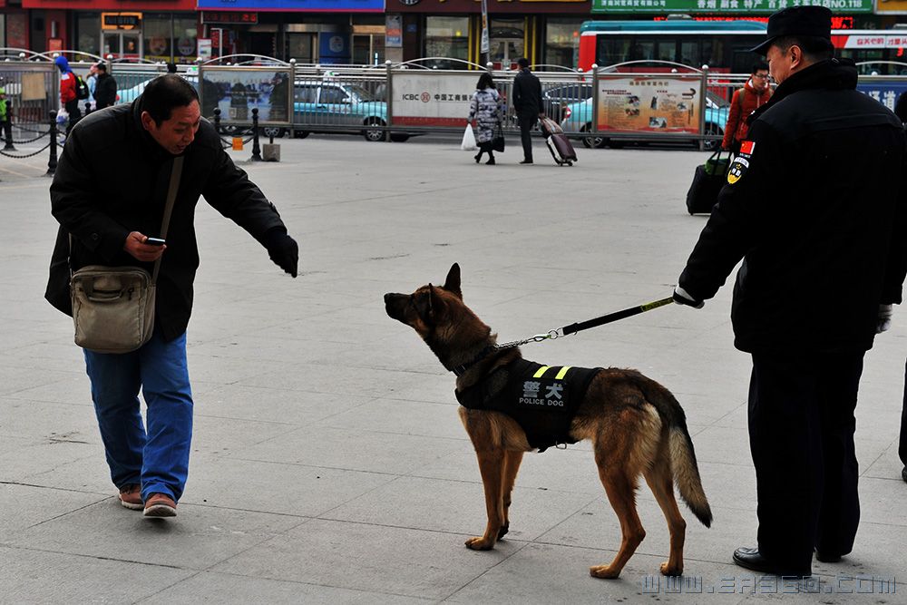 3.和警犬互动.jpg