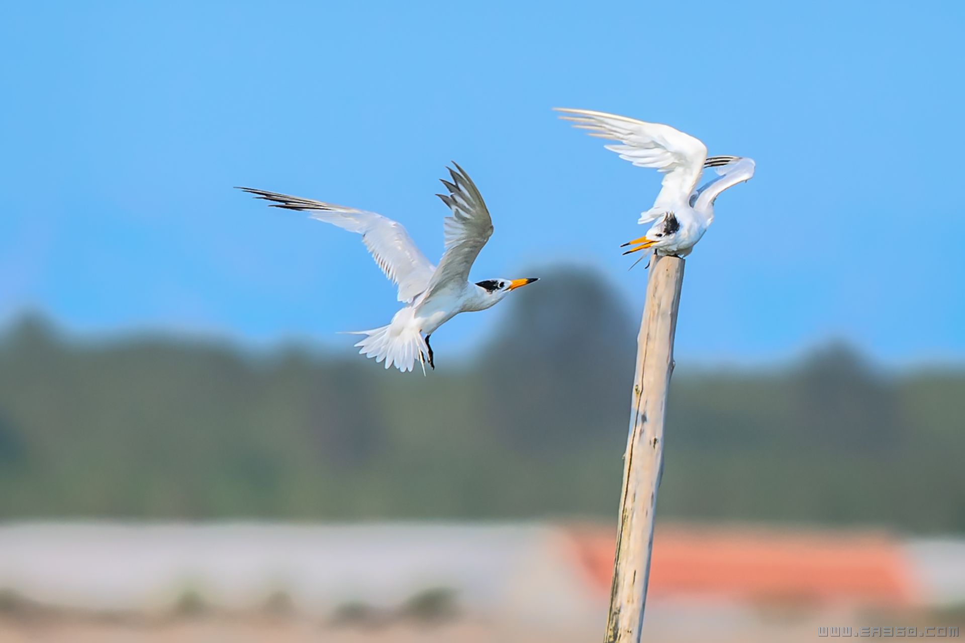 _dsc9164小2又.jpg