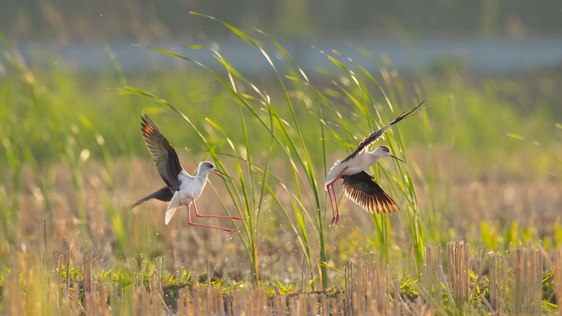 _dsc5135小1.jpg