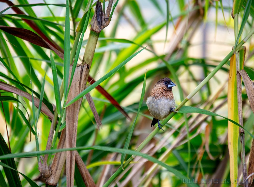 _dsc2360 拷贝_副本.jpg