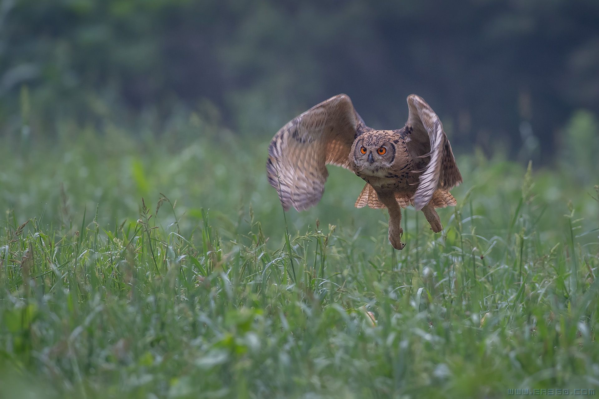 _dsc2146小.jpg