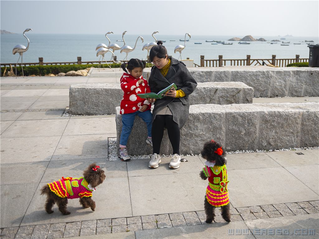 伴读 威海半月湾 宋林继 18806311616dsc_1313_cr.jpg