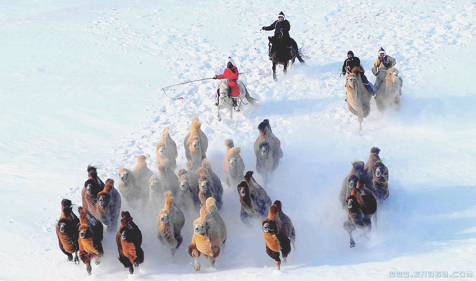 雪地飞驼-赵吉生15854180908.jpg