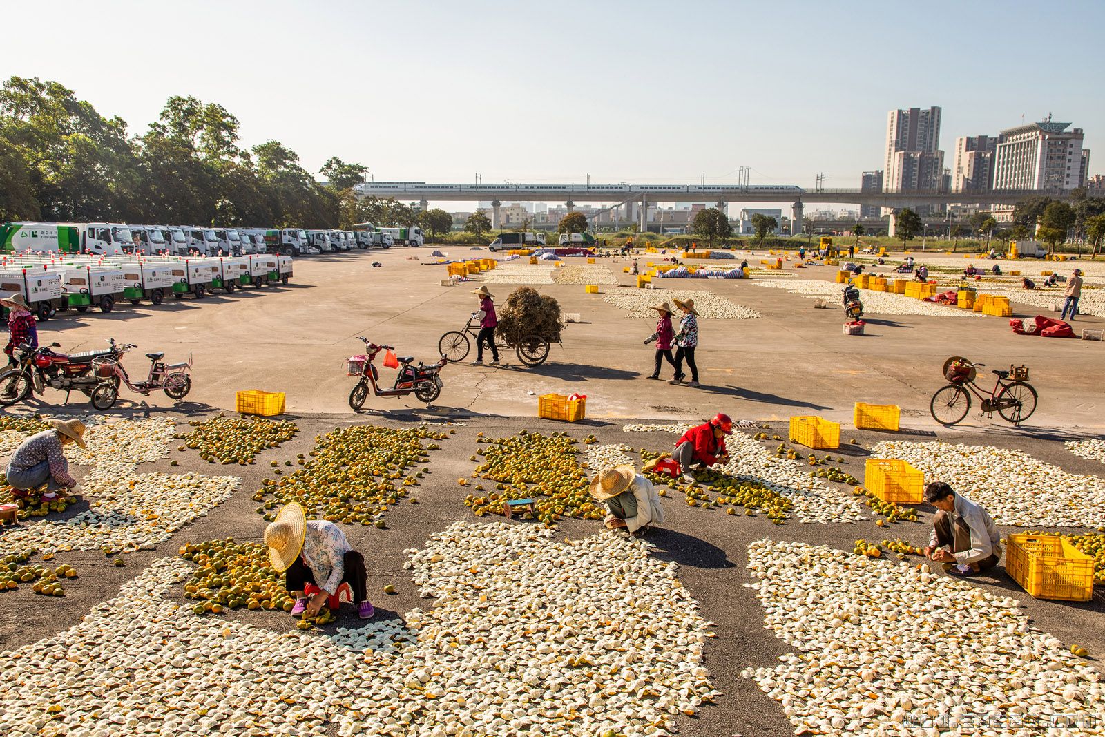 《陈皮飘香致富路》。2020年11月12日清晨，新会体育中心，市民在翻晒陈皮。不远处，一列城市轻轨在