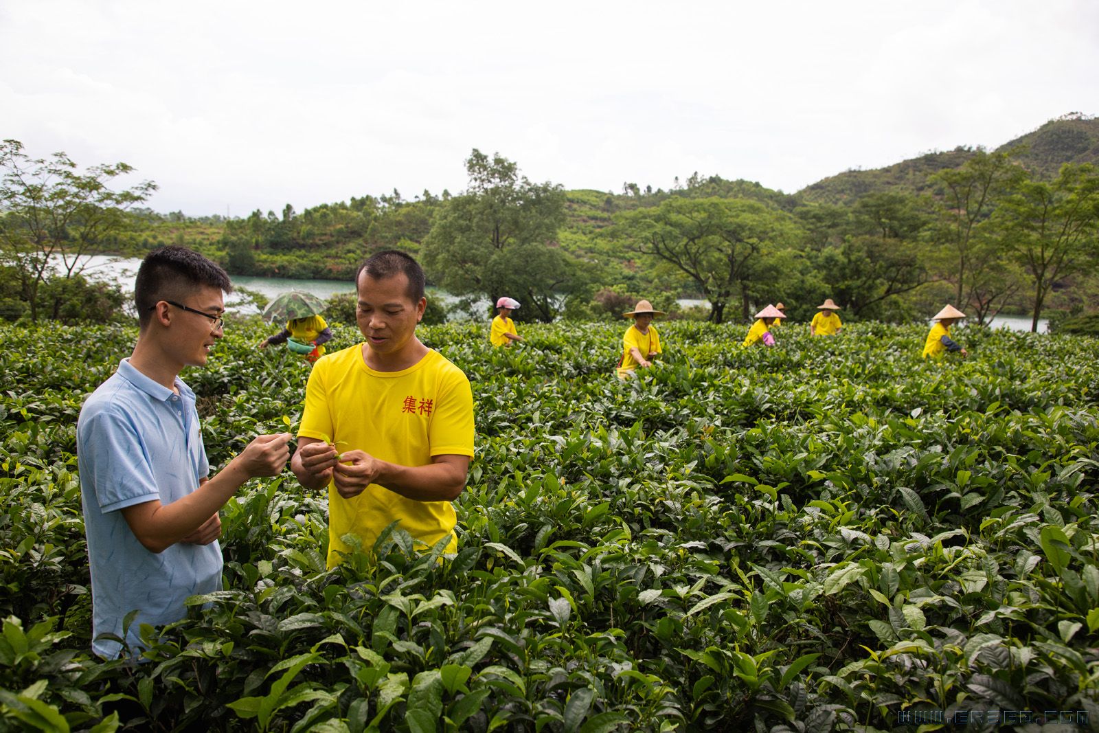 1 张晶新深入茶农曹集平的茶场进行调研。2018年返村创业的曹集平，主要经营手工红茶，公司目前雇佣采