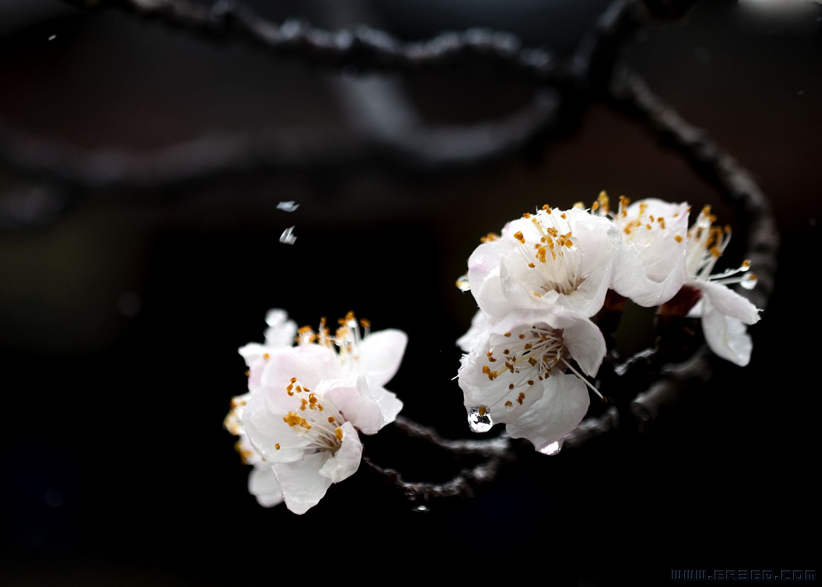 《杏花傲雪图》彭继成15165009977.jpg