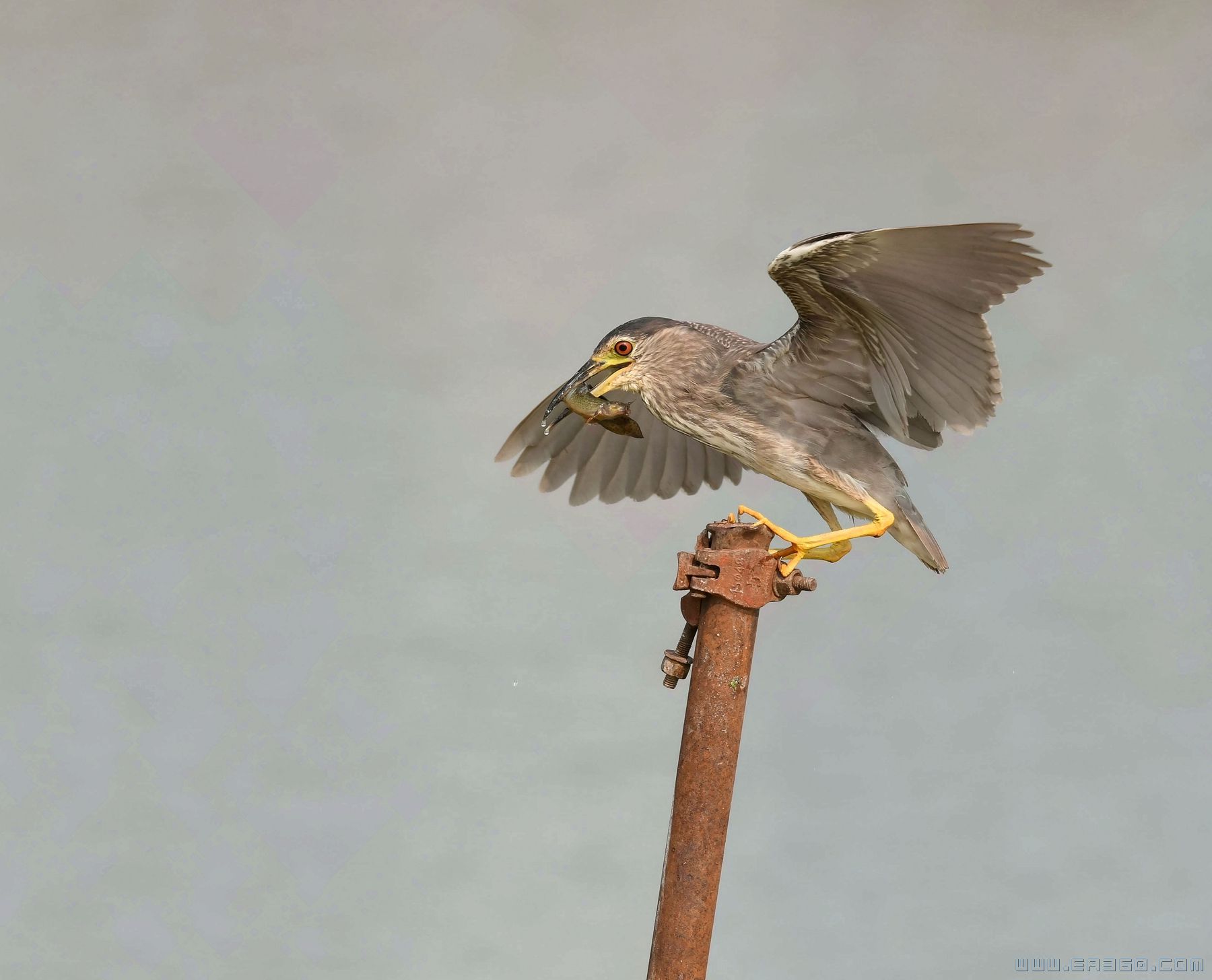 dsc_0869池鹭（摄影：长达）.jpg