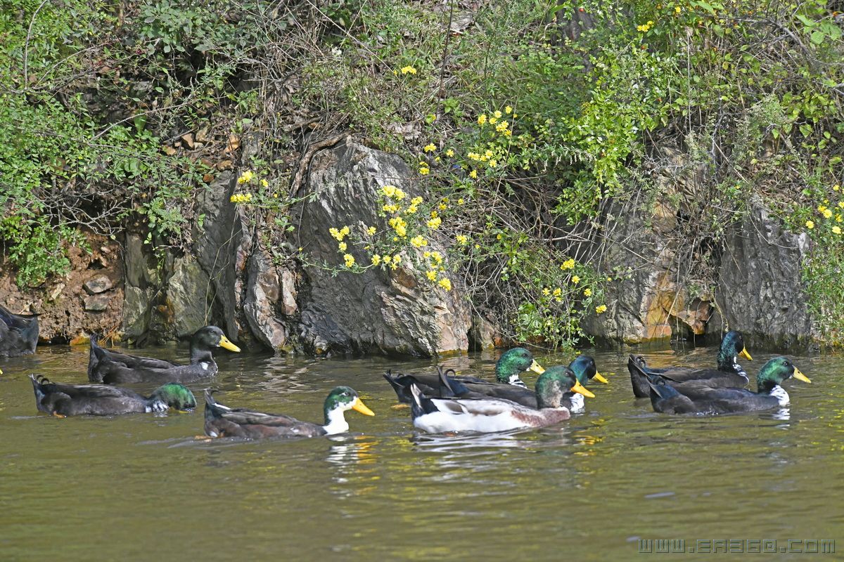 闲鸭栖常早  秋花落更迟  孙家勇13840868026_调整大小.jpg