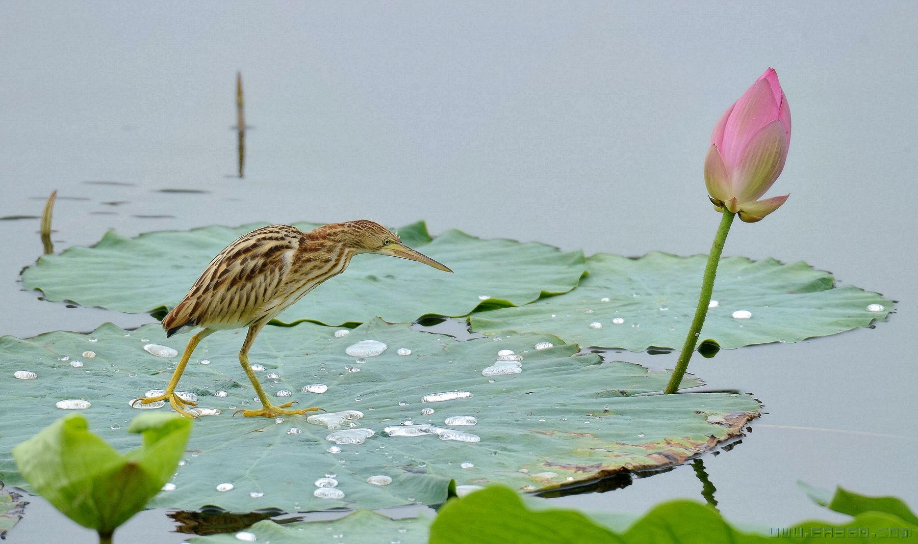 心向莲花（摄影：长达）.jpg