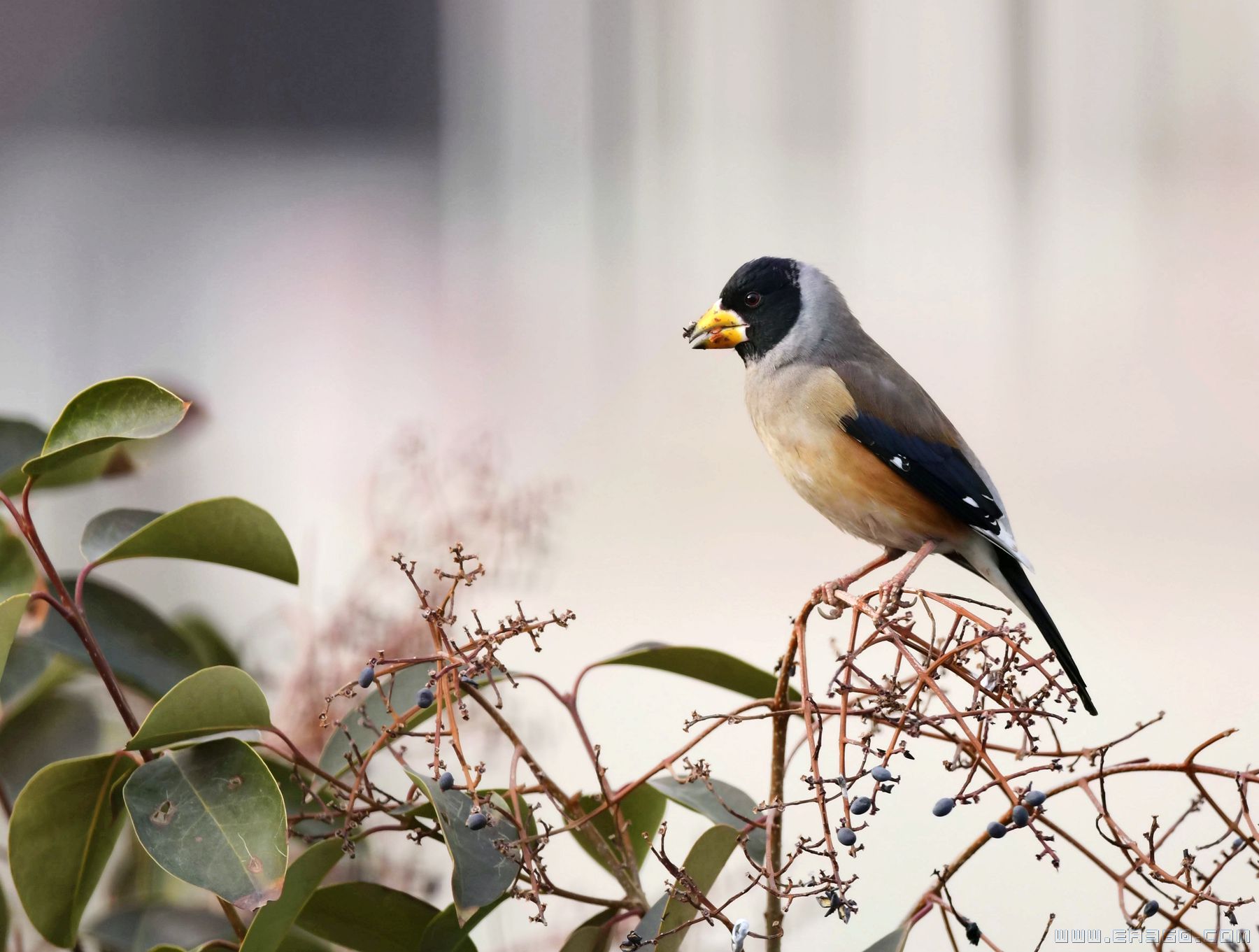 dsc_8978黑蜡嘴（摄影：长达）.jpg