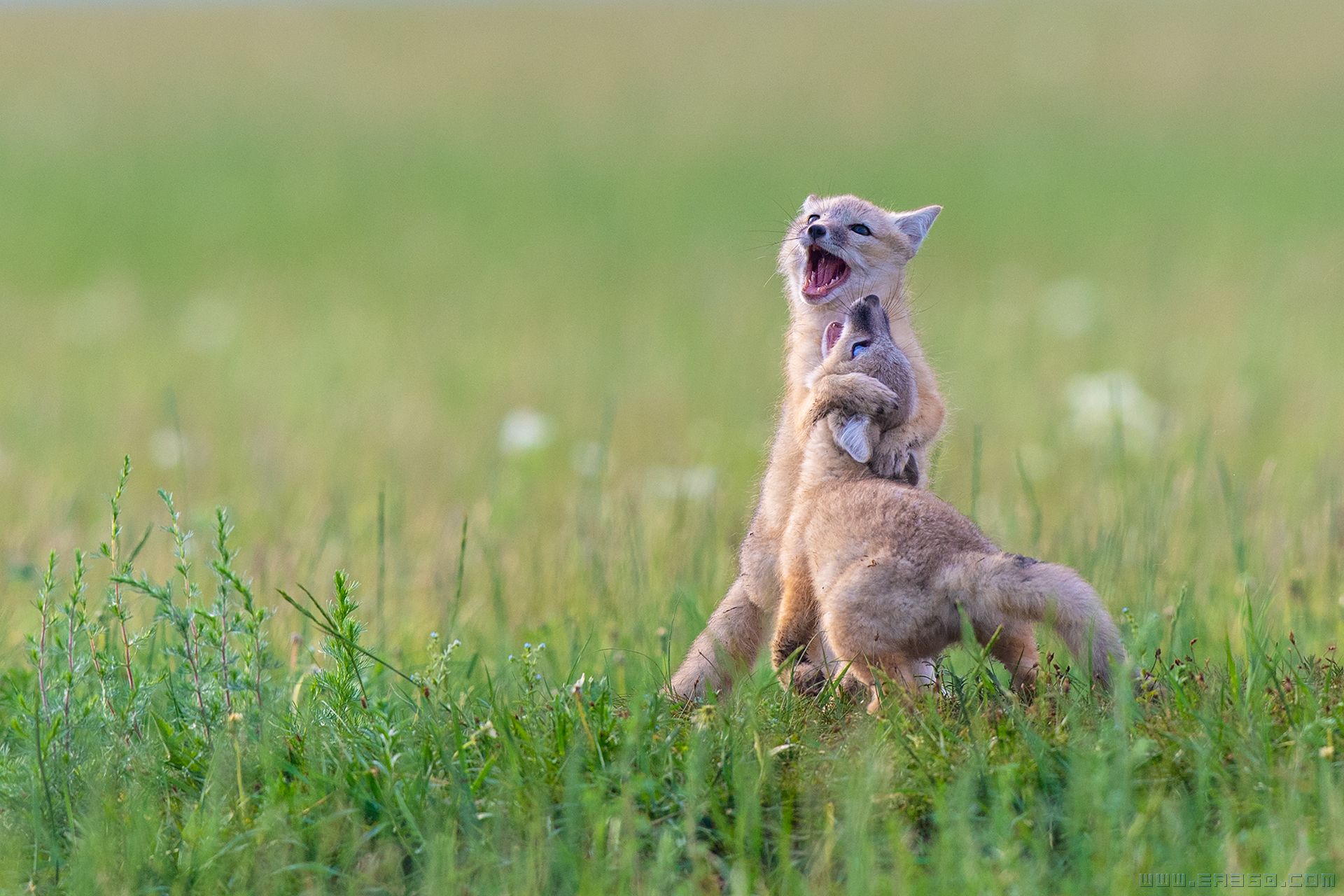 _dsc1668小.jpg