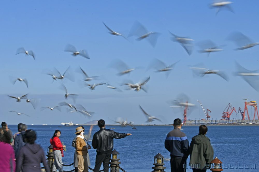 鸥影海韵  孙家勇   13840868026.jpg