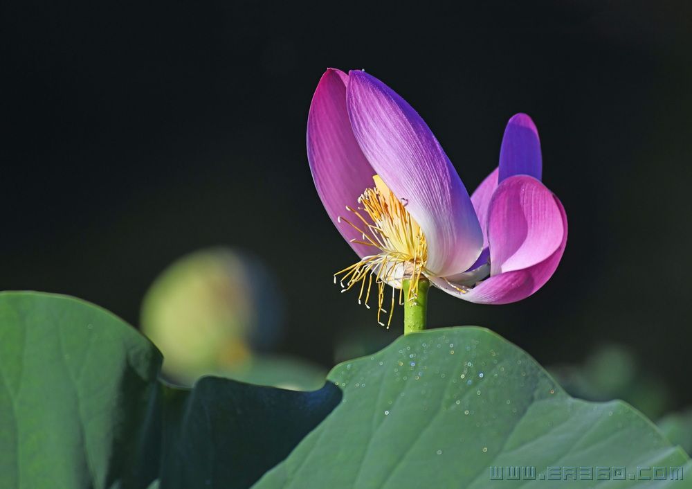 坐看飞霜满，凋此红芳年_调整大小.jpg