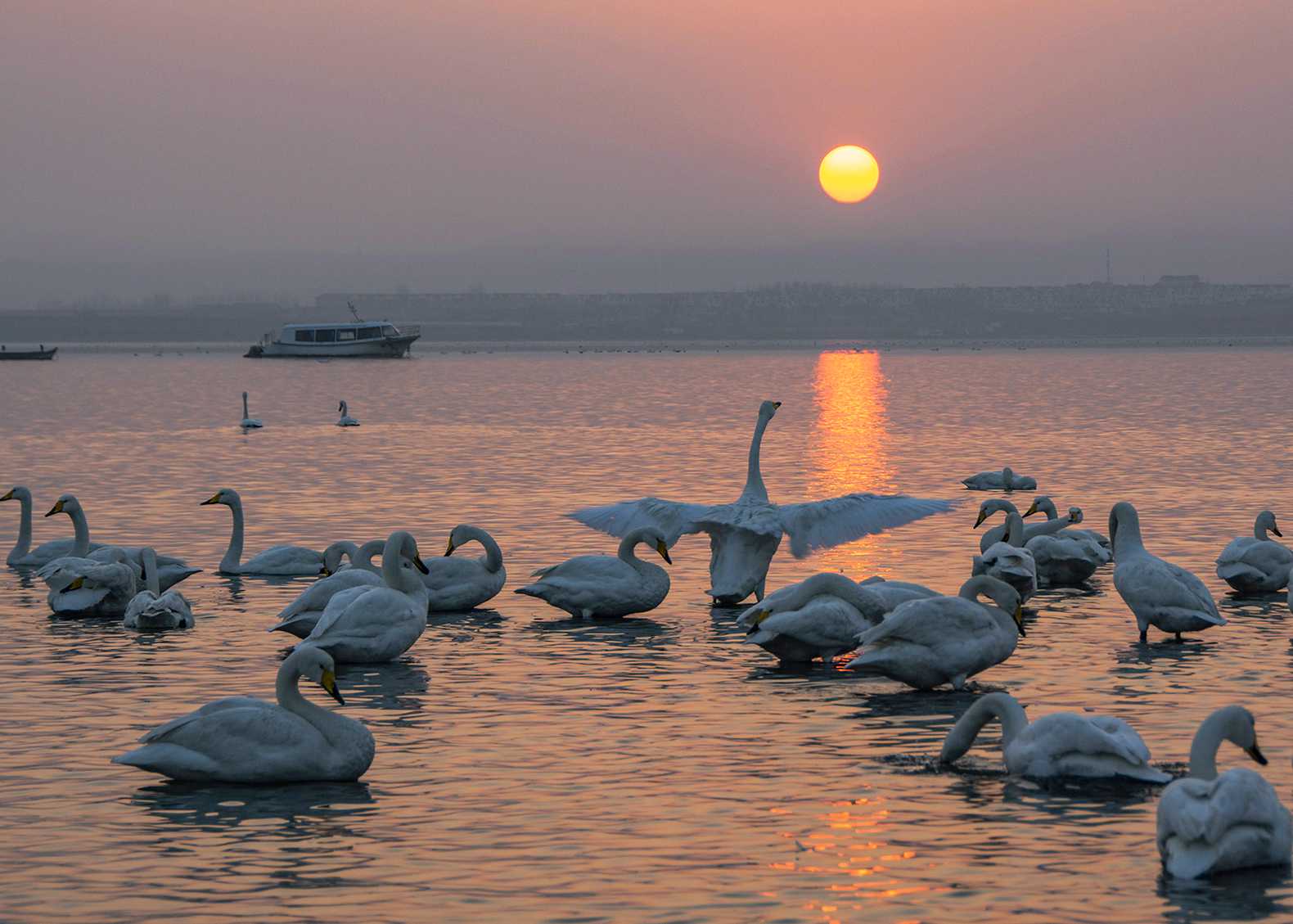 《天鹅湖夕照》.jpg