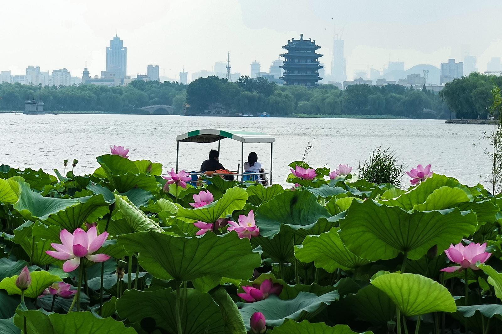 12、《误入藕花深处》2020年6月24日拍摄.jpg