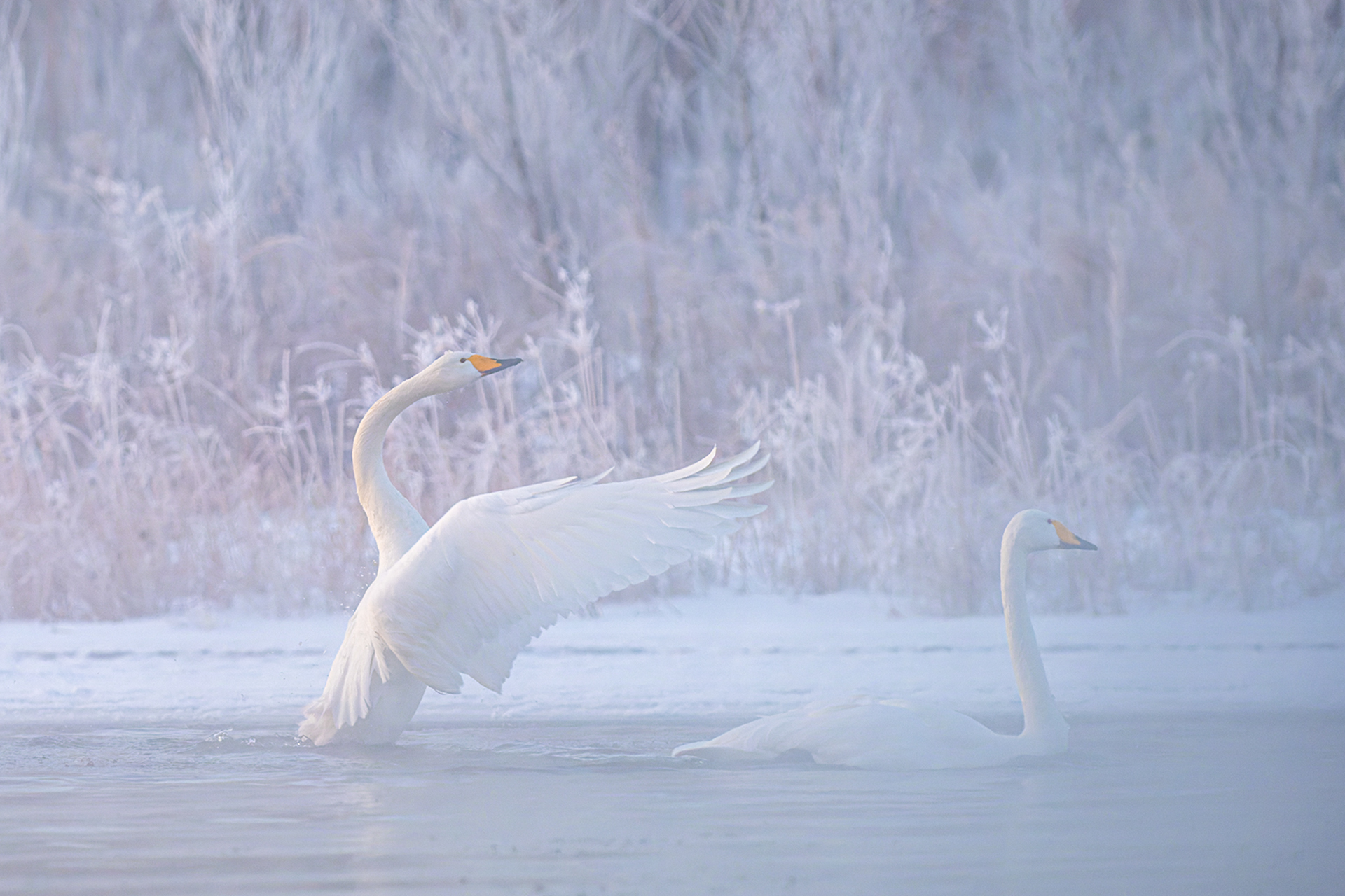 _DSC5256小数码：冰雪恋歌-1.jpg