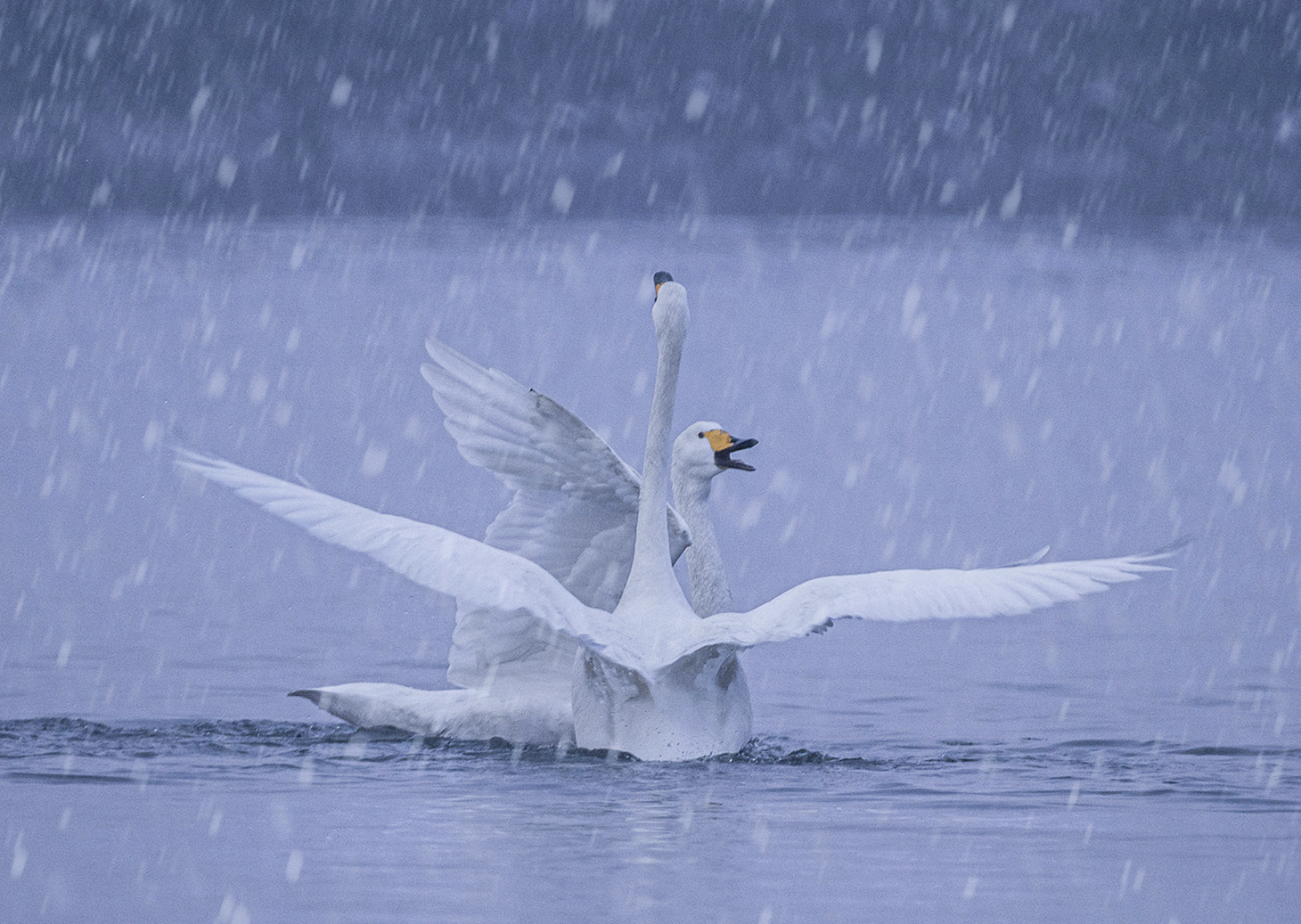 《瑞雪》.jpg