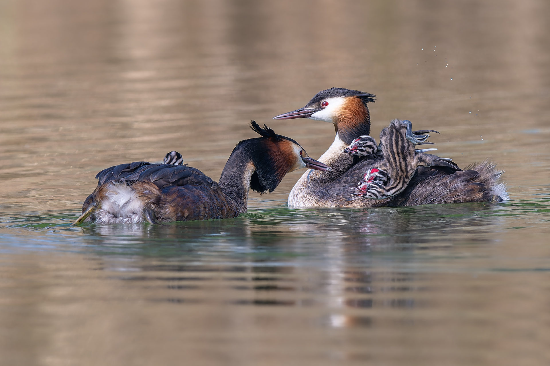 _DSC7441-小.jpg