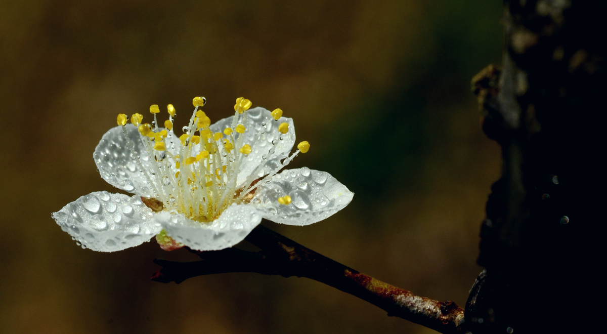 DSC_8239_副本.jpg