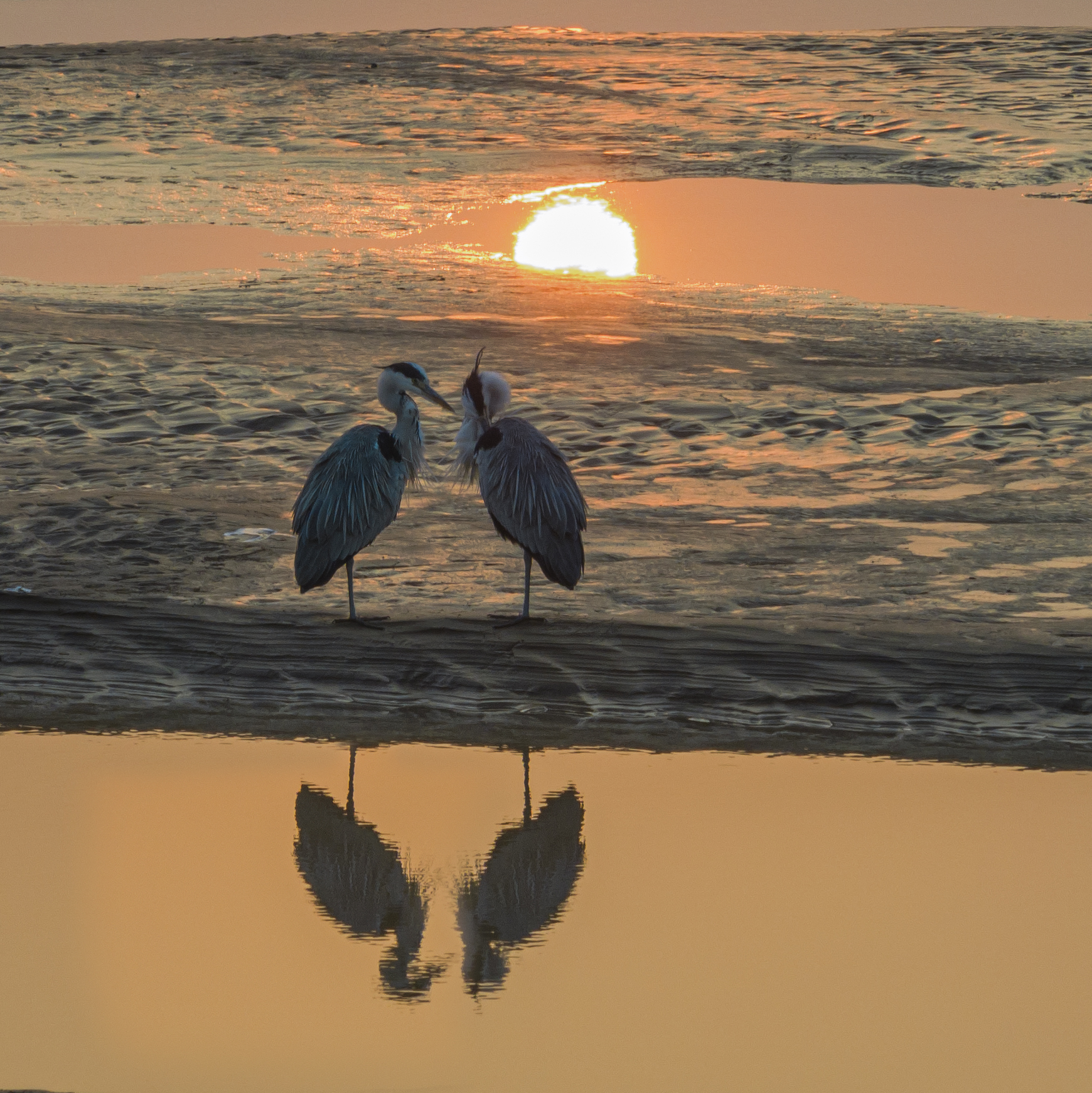 DJI_0911hhhhh1.jpg