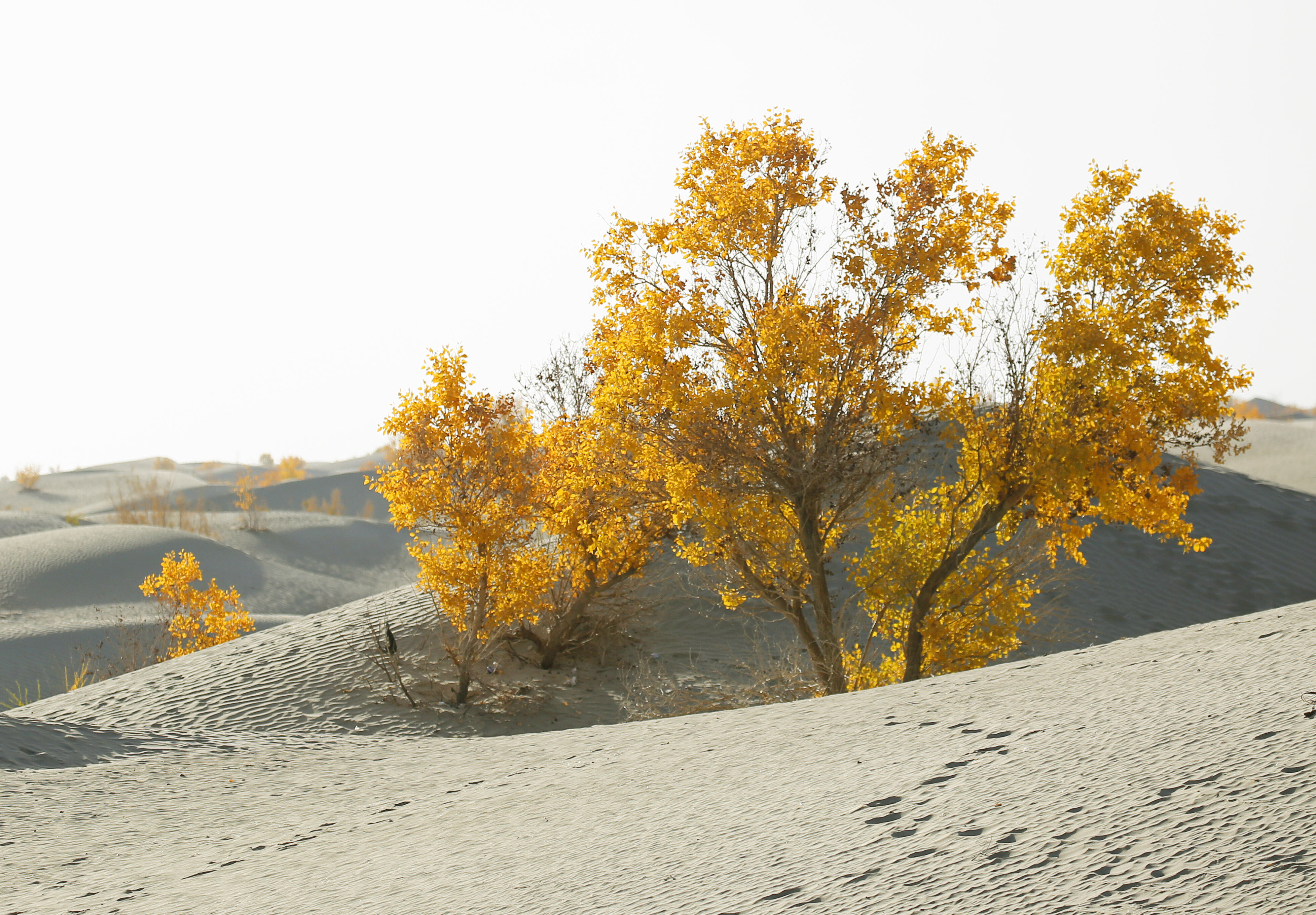 _39A1277.JPG