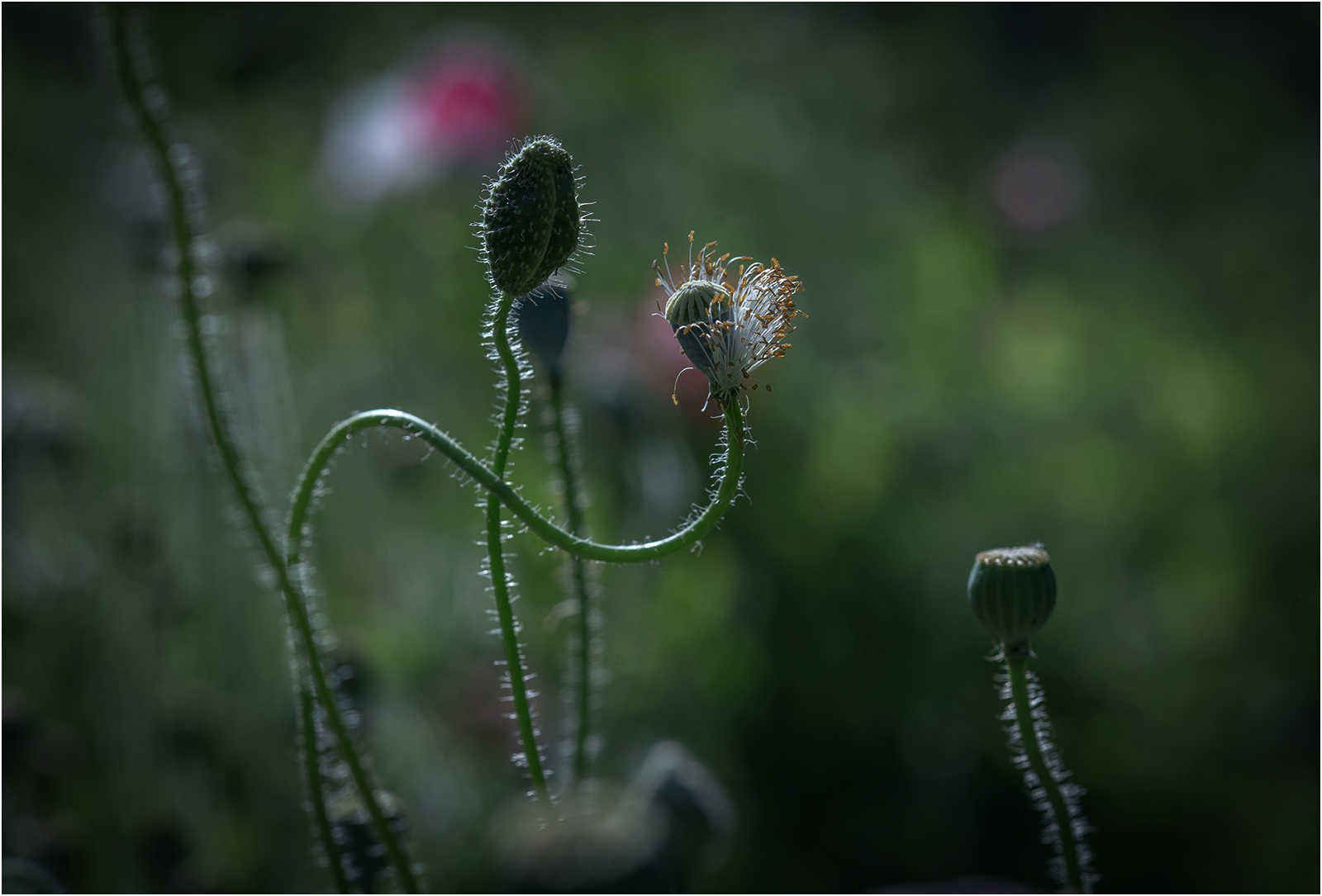 DSC_7265.jpg