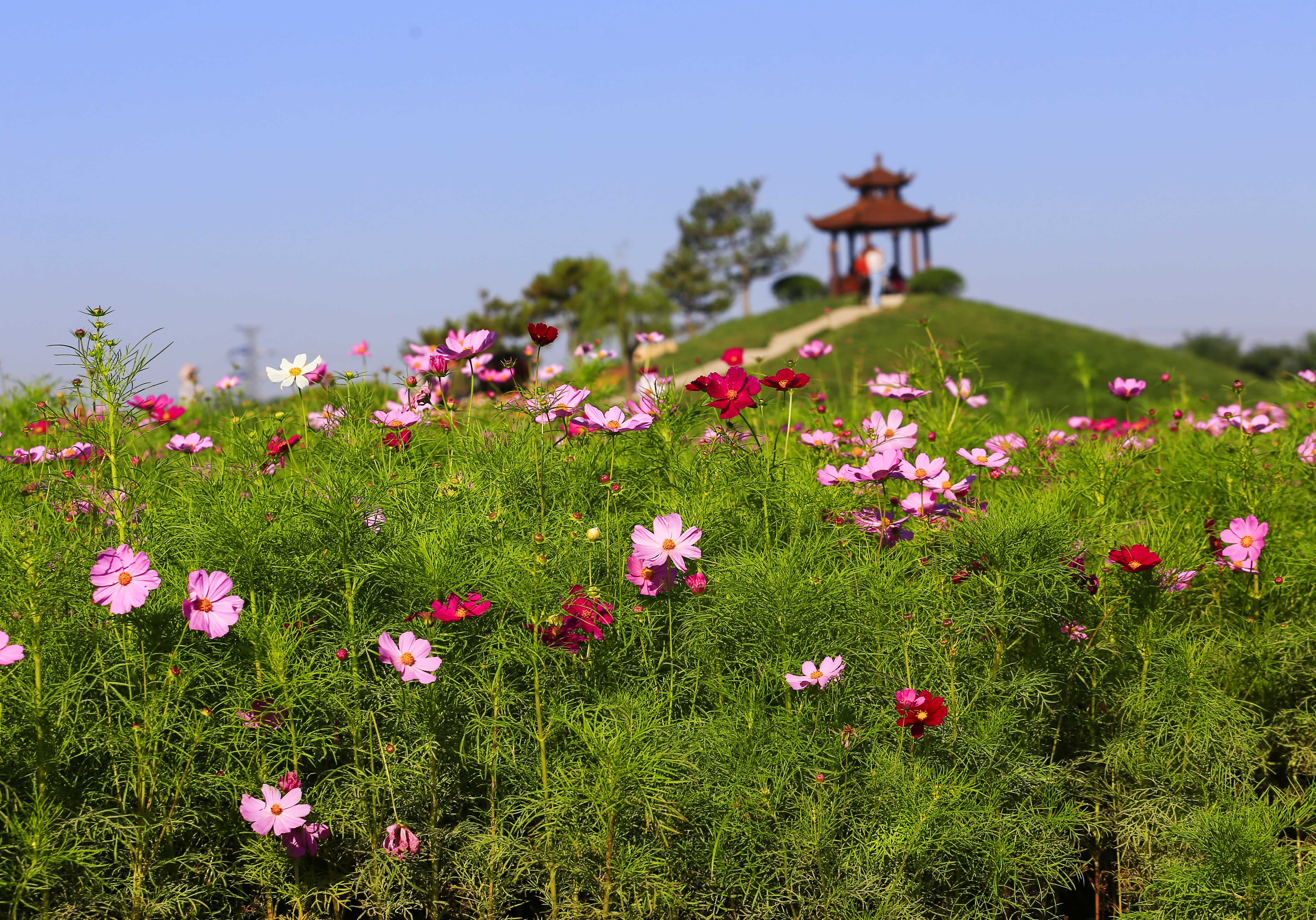 《花海迷踪》马丽 13708937915.JPG