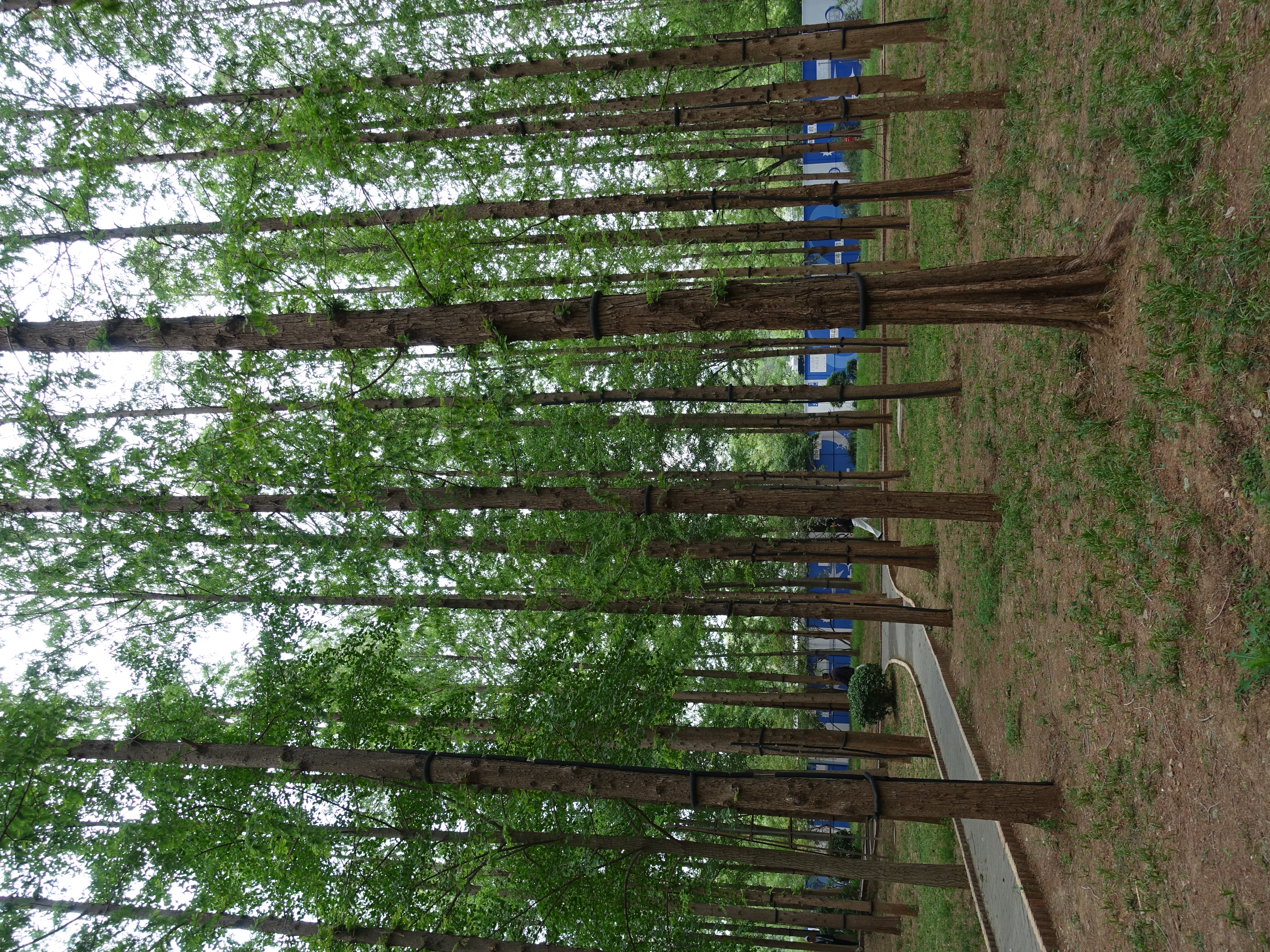 DSC00710.JPG