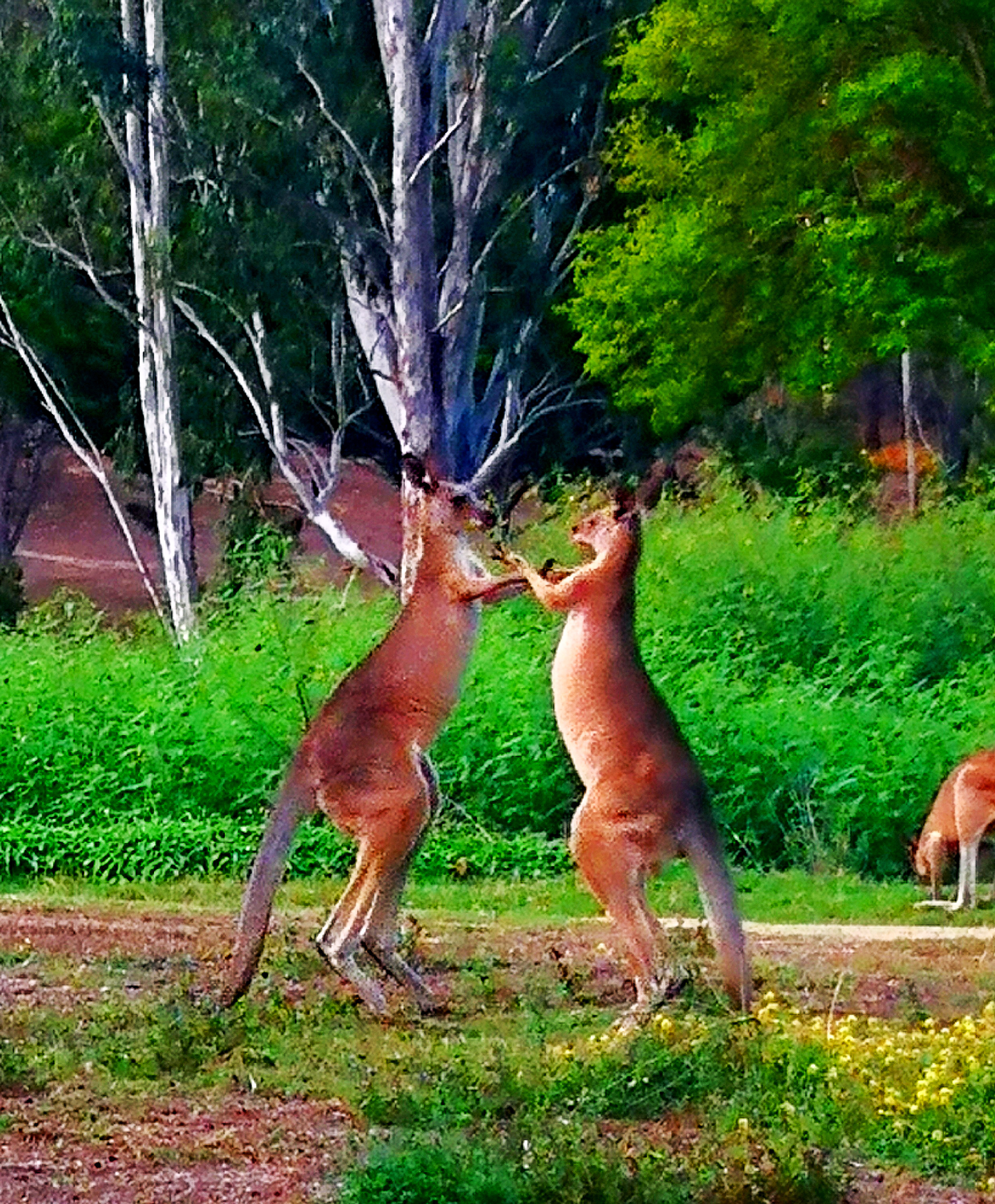 IMG_20190315_041749 2  《袋鼠》  作者  王振庆.jpg