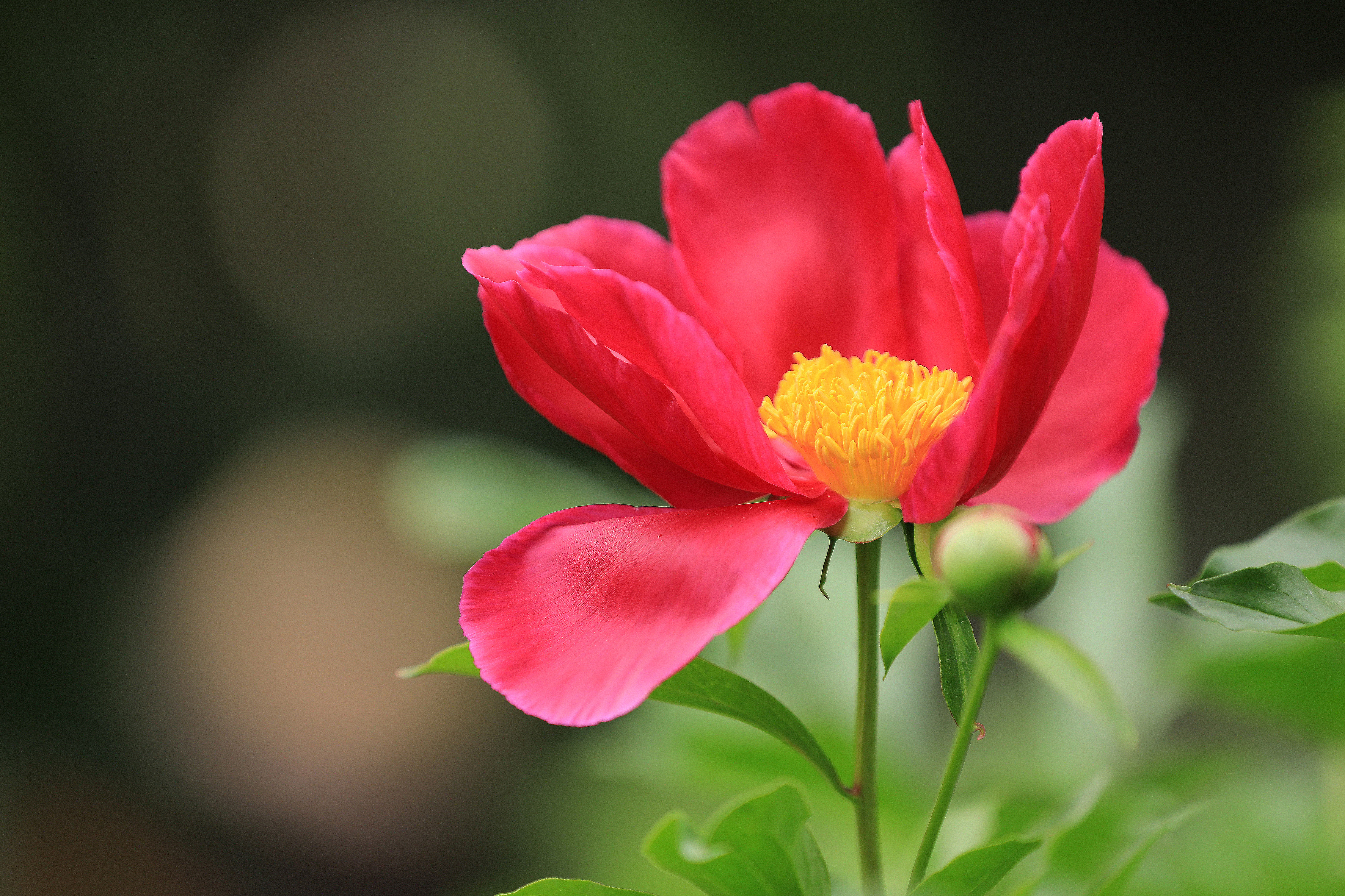 百花园的小花5