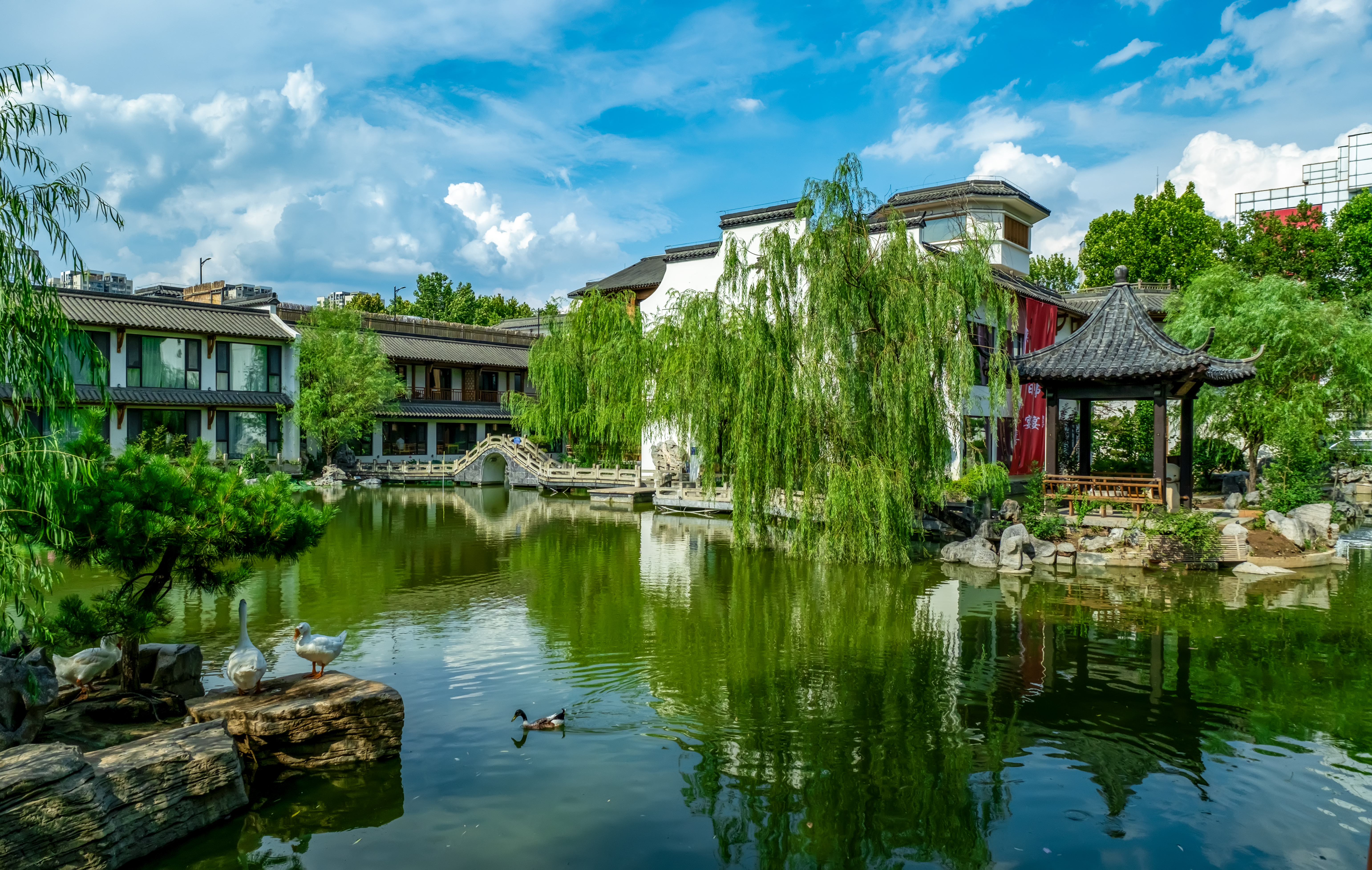 柳岸塘居禽戏图+宋懿龙+19224837533