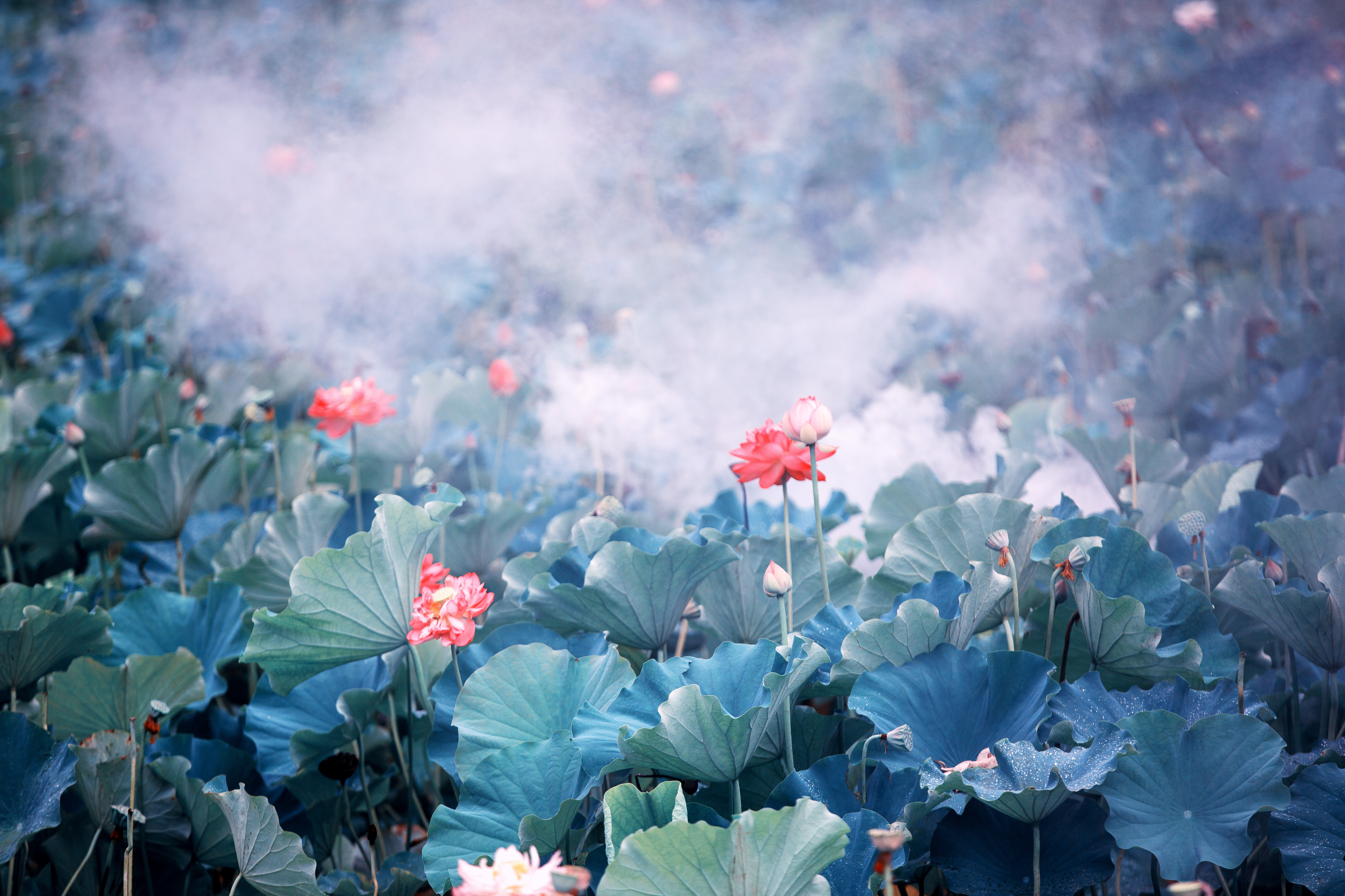 _J8A5625 1《氤氲荷影》  作者  王振庆.jpg