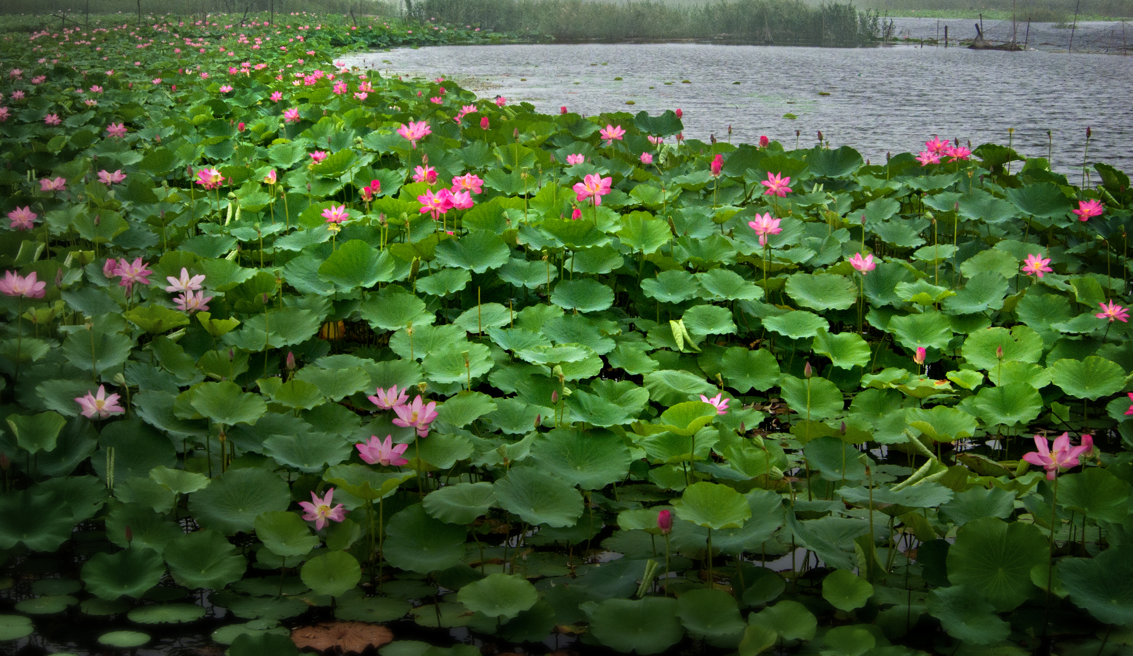 501、《荷湾》IMG_5236.jpg