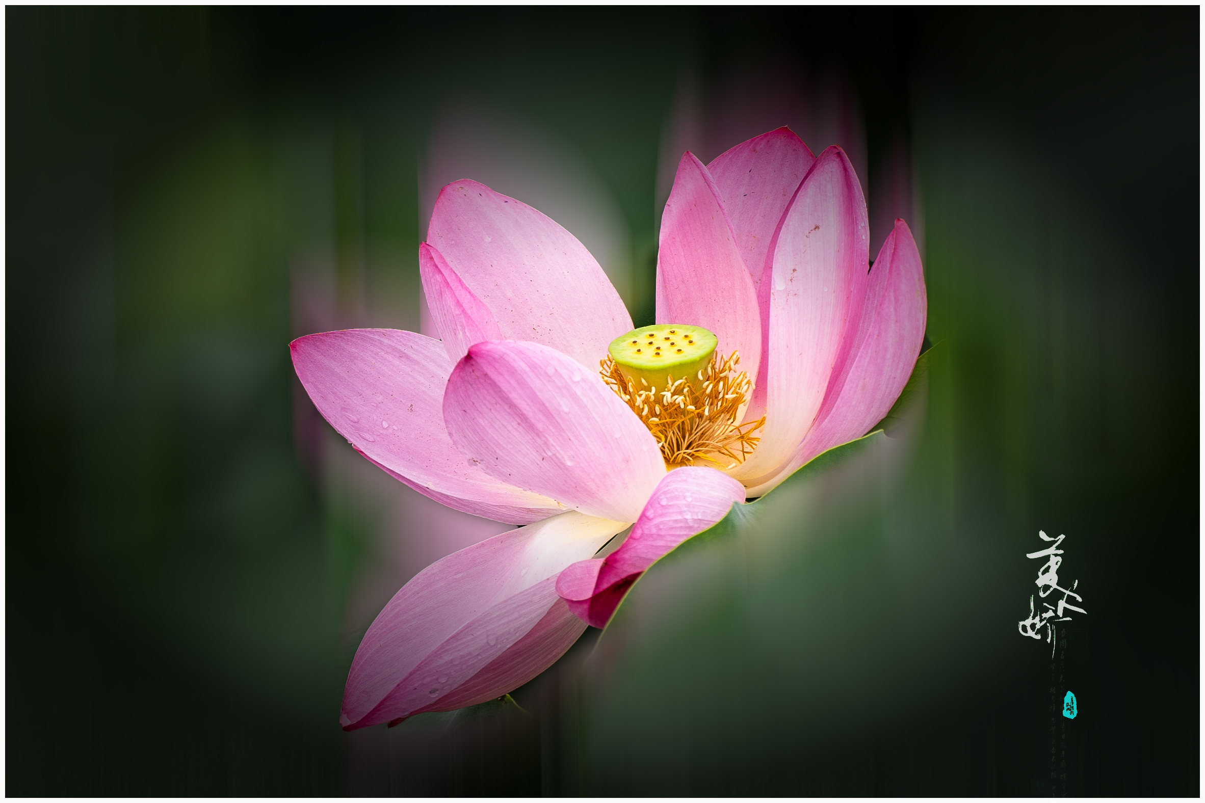 DSC04851《美娇娥》.jpg