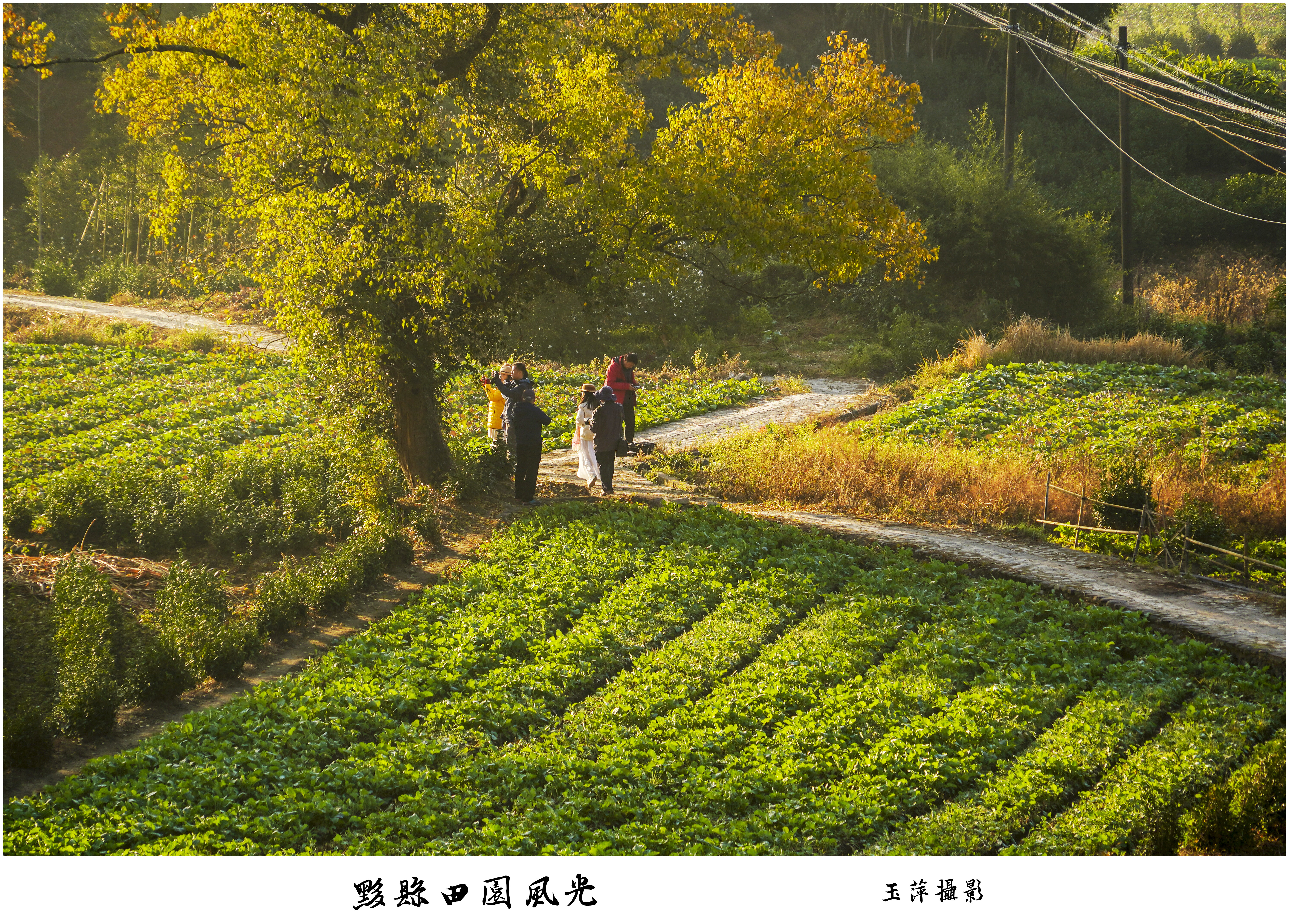 DSC00443《黟县卢村田园风光》2  摄影  陈玉萍  13969413386.jpg