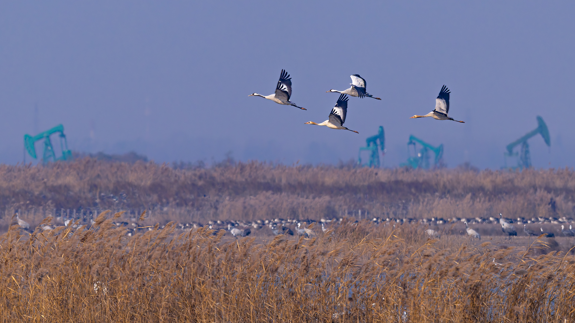 _DSC4118-DxO_DeepPRIME XD2s_XD-1.jpg