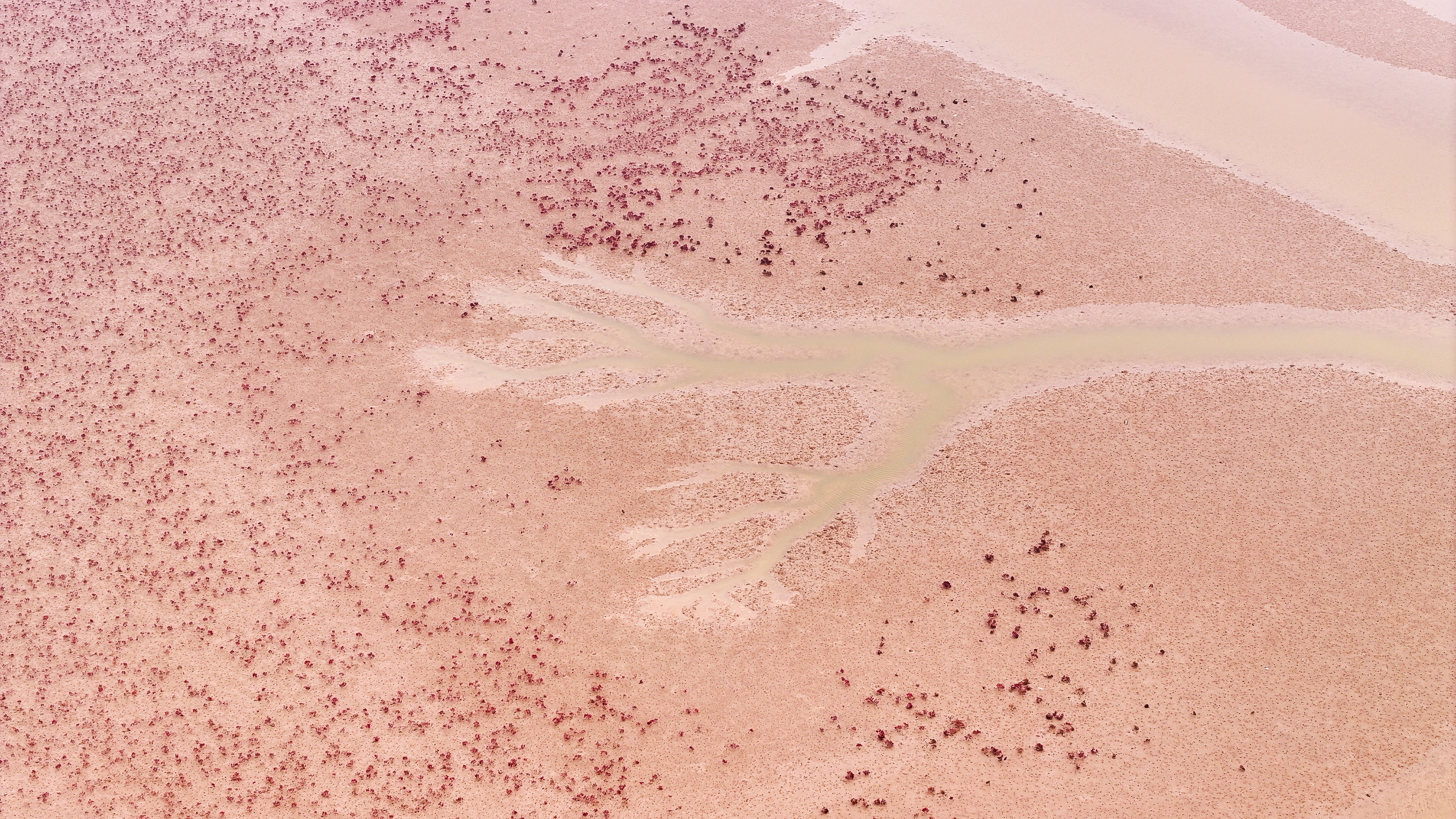 DJI_20251025141230_0013_D 1  《潮汐树》.jpg