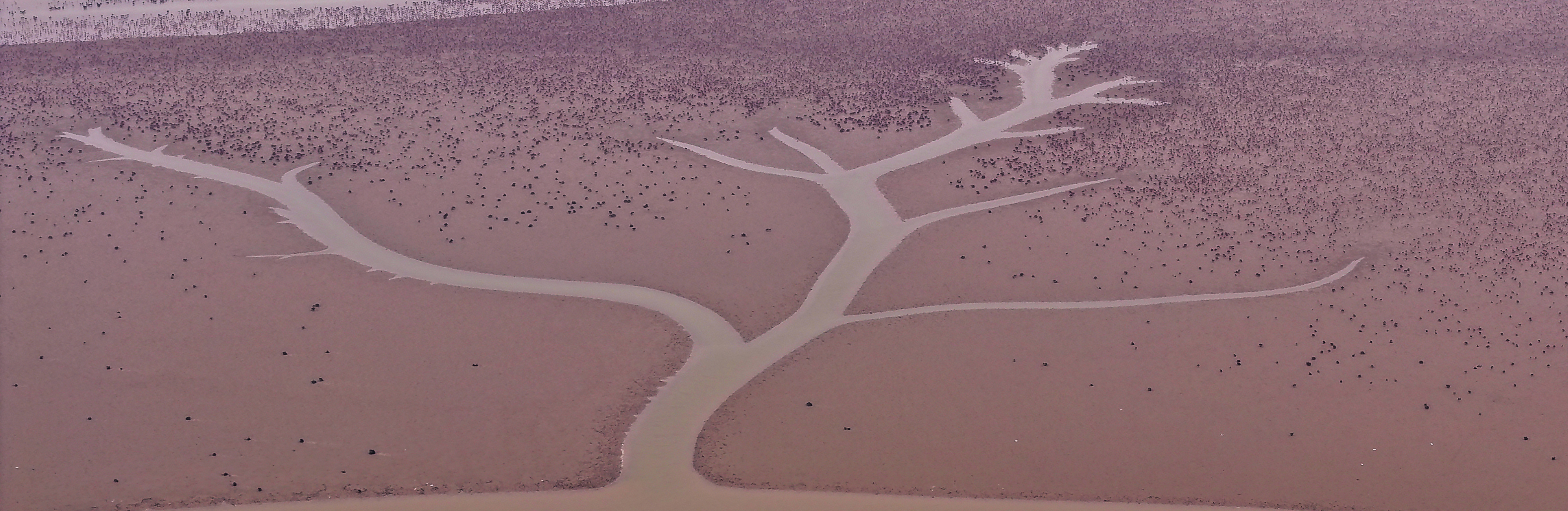 DJI_20251025141838_0020_D 2  《潮汐树》  作者  王振庆.jpg