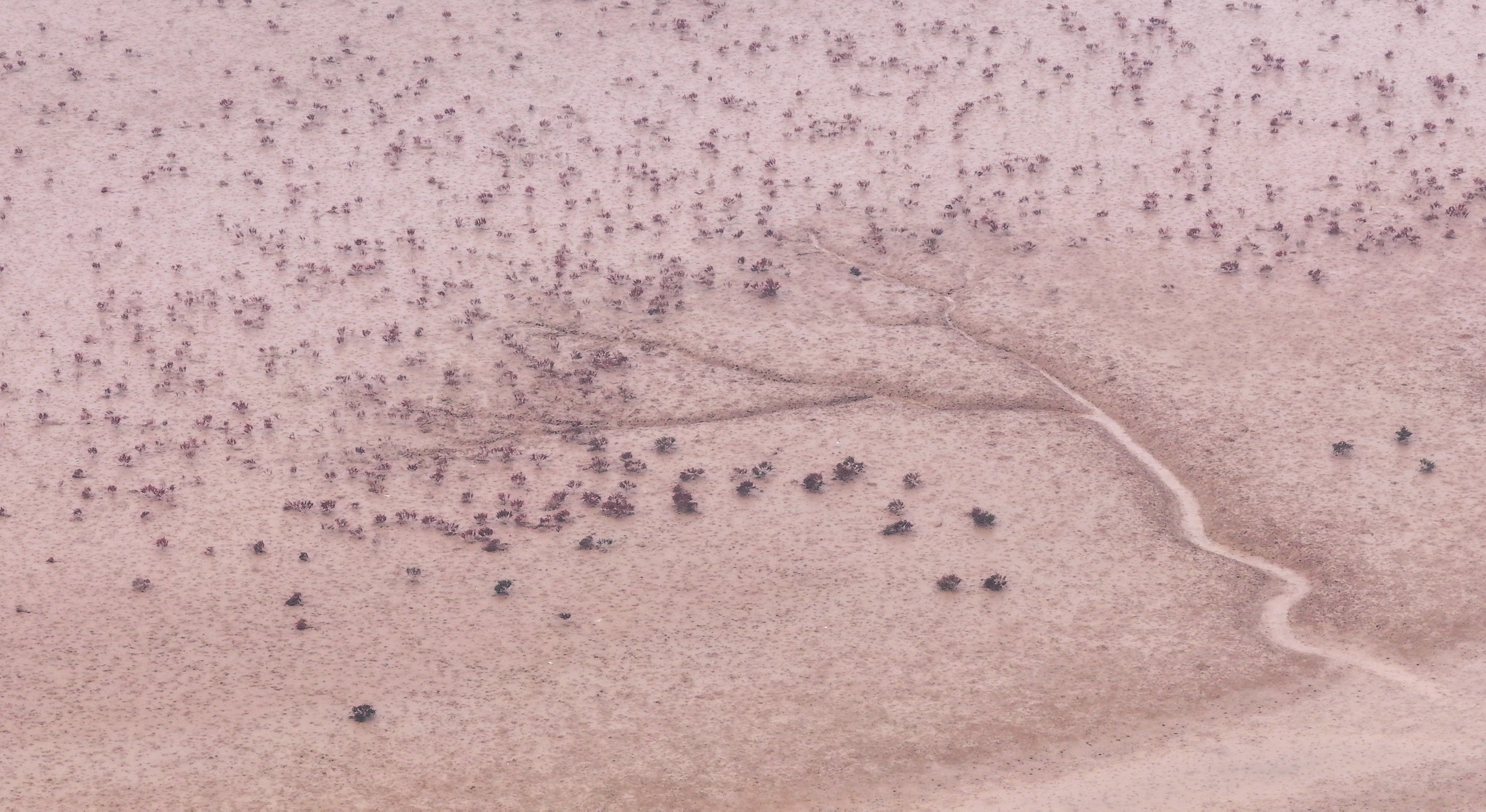 DJI_20251026094222_0053_D 1  《潮汐树》  作者  王振庆.jpg