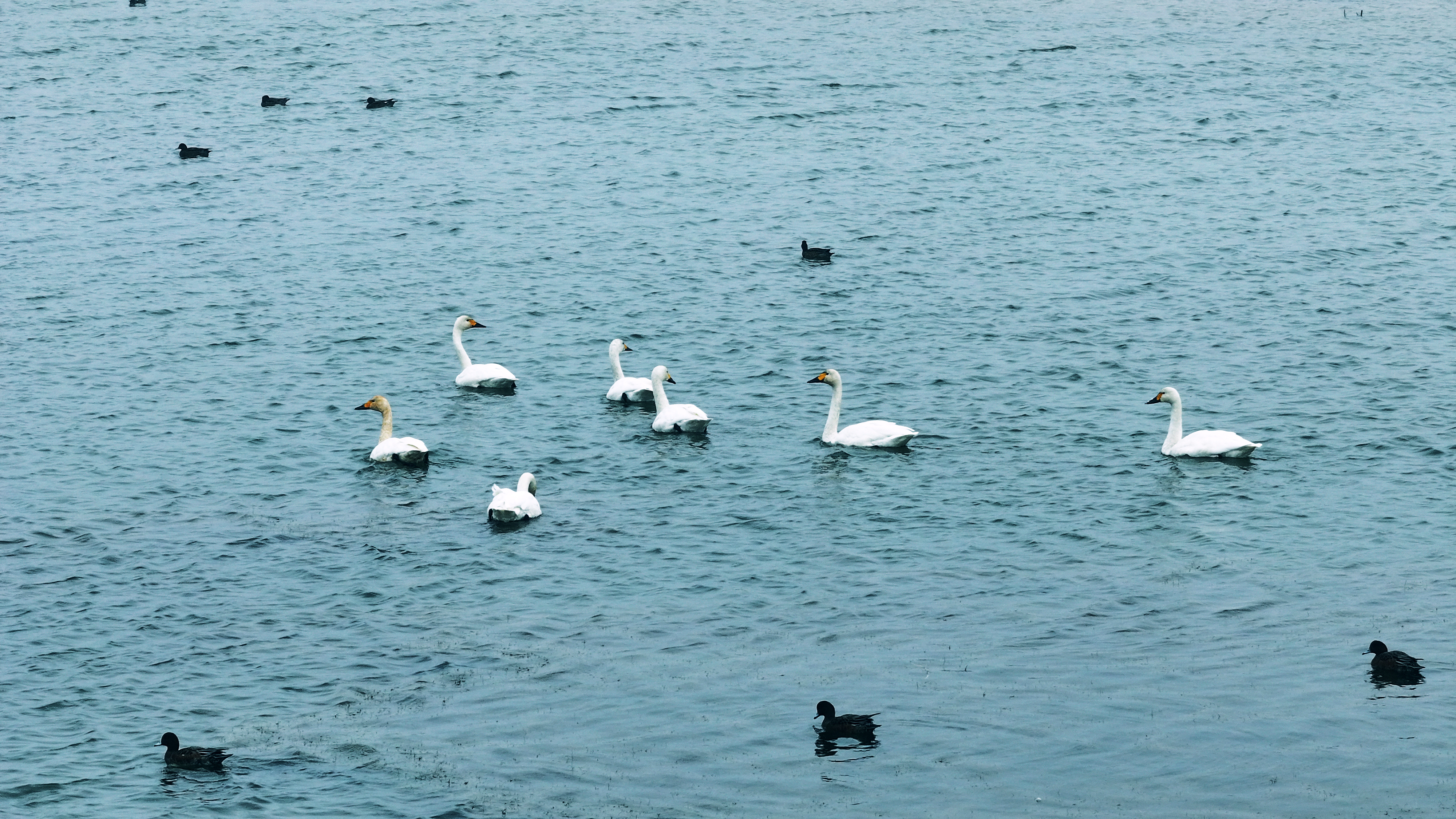 DJI_20251026090120_0036_D 1  《黄河口湿地公园》  作者  王振庆.jpg