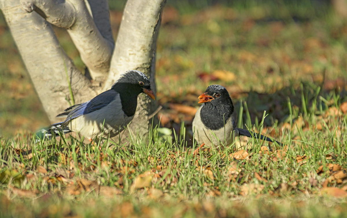 红嘴蓝鹊s  姜瑞云摄于劳动公园  18342263352_调整大小.jpg