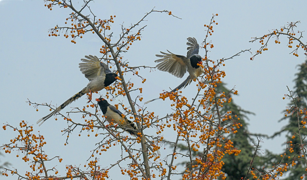 雀上枝头  姜瑞云 摄于劳动公园  18342263352_1_调整大小.jpg