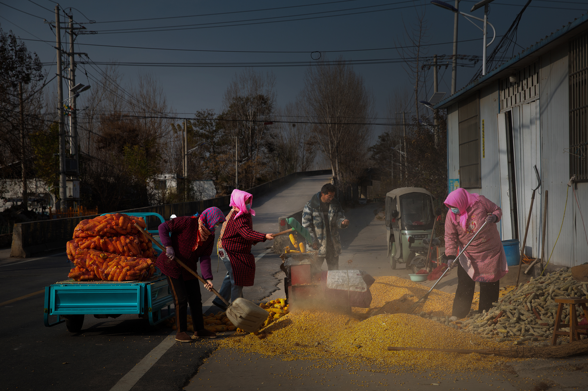 玉米落袋日子有底.jpg