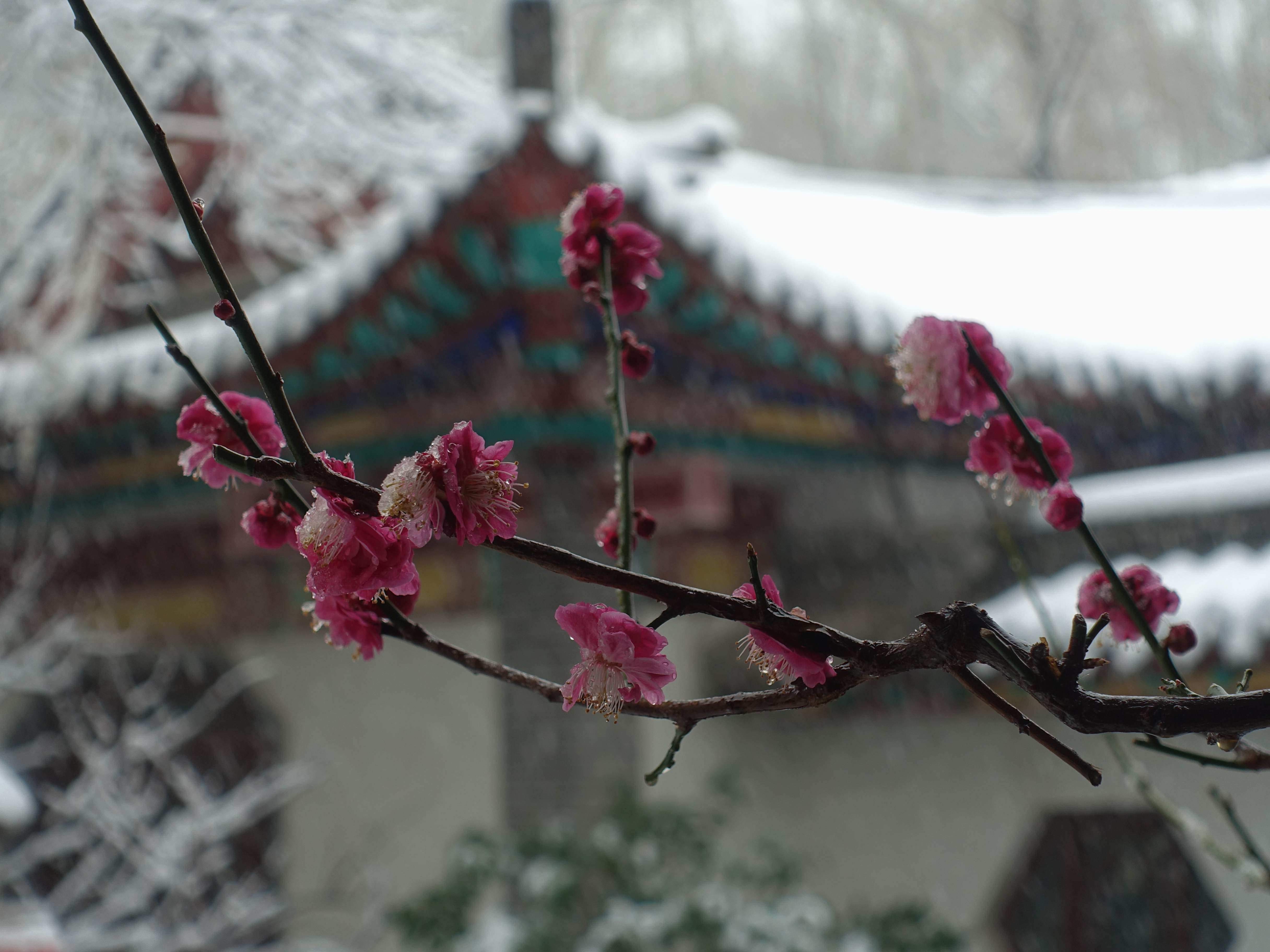 DSC07031.jpg