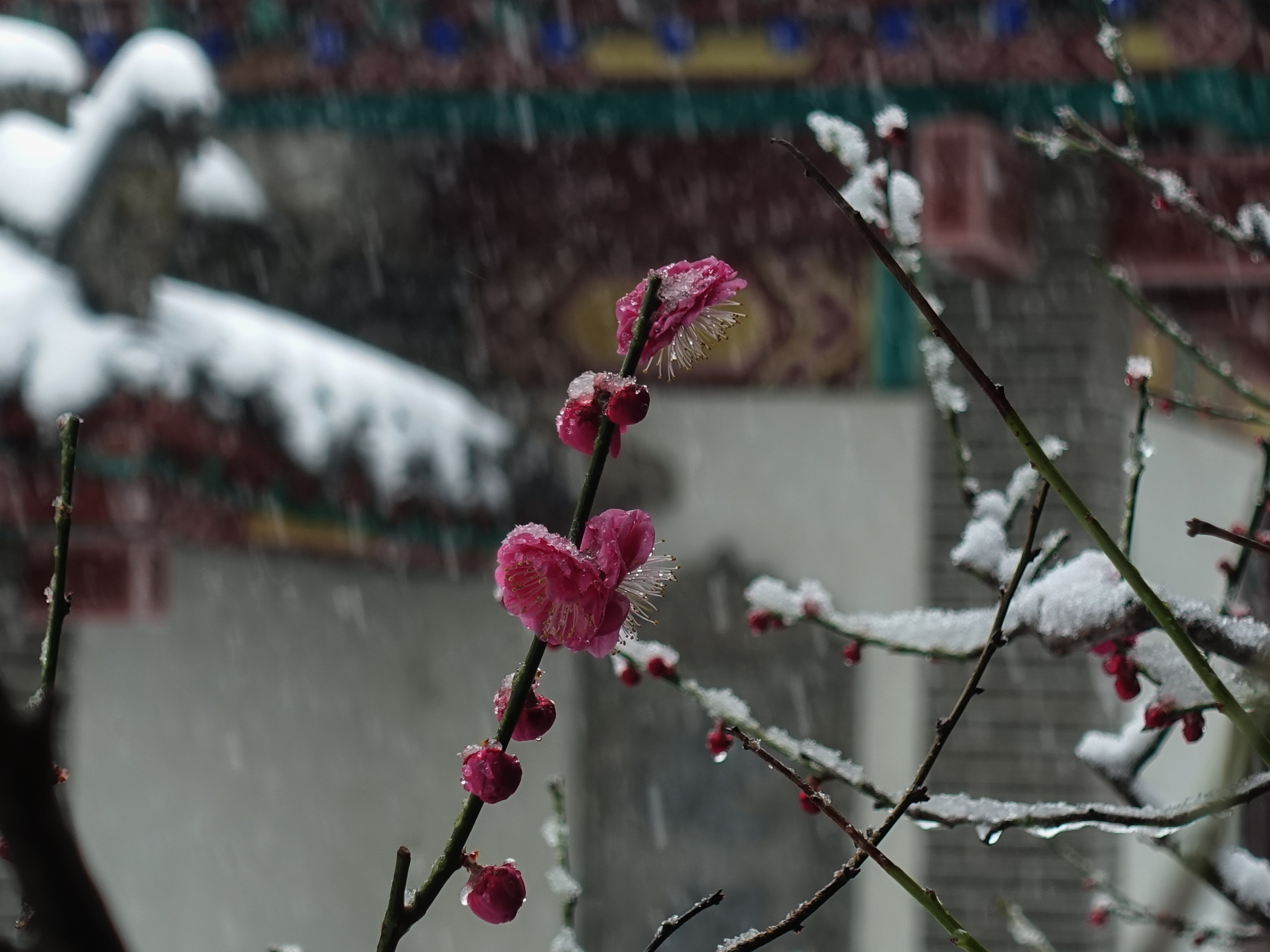 DSC07033.jpg