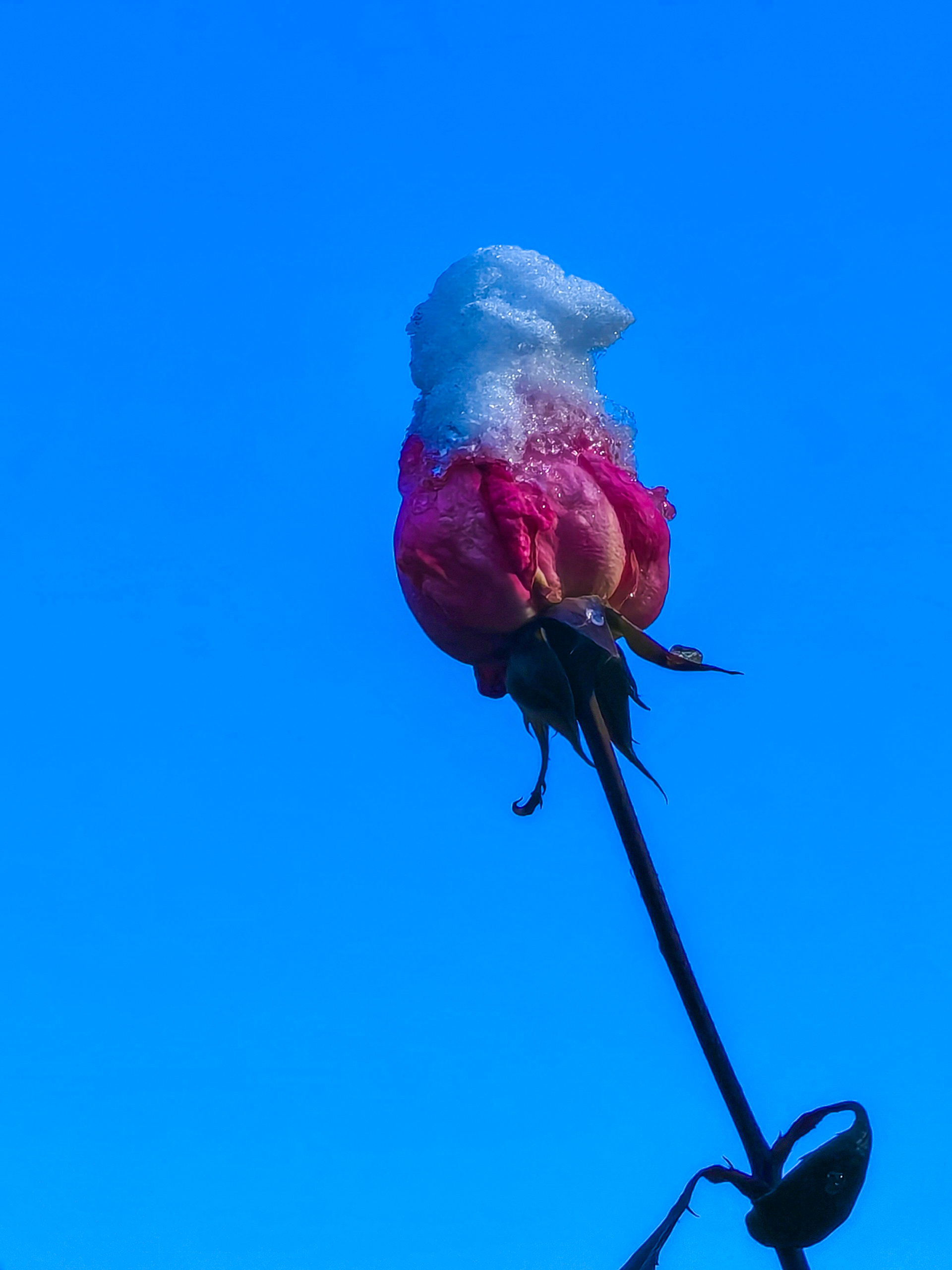 500、《花尖雪栖红》IMG_20251214_100801副本.jpg