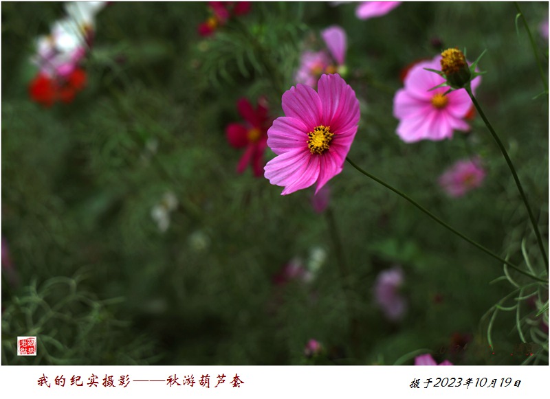 CS8A1949_副本.jpg