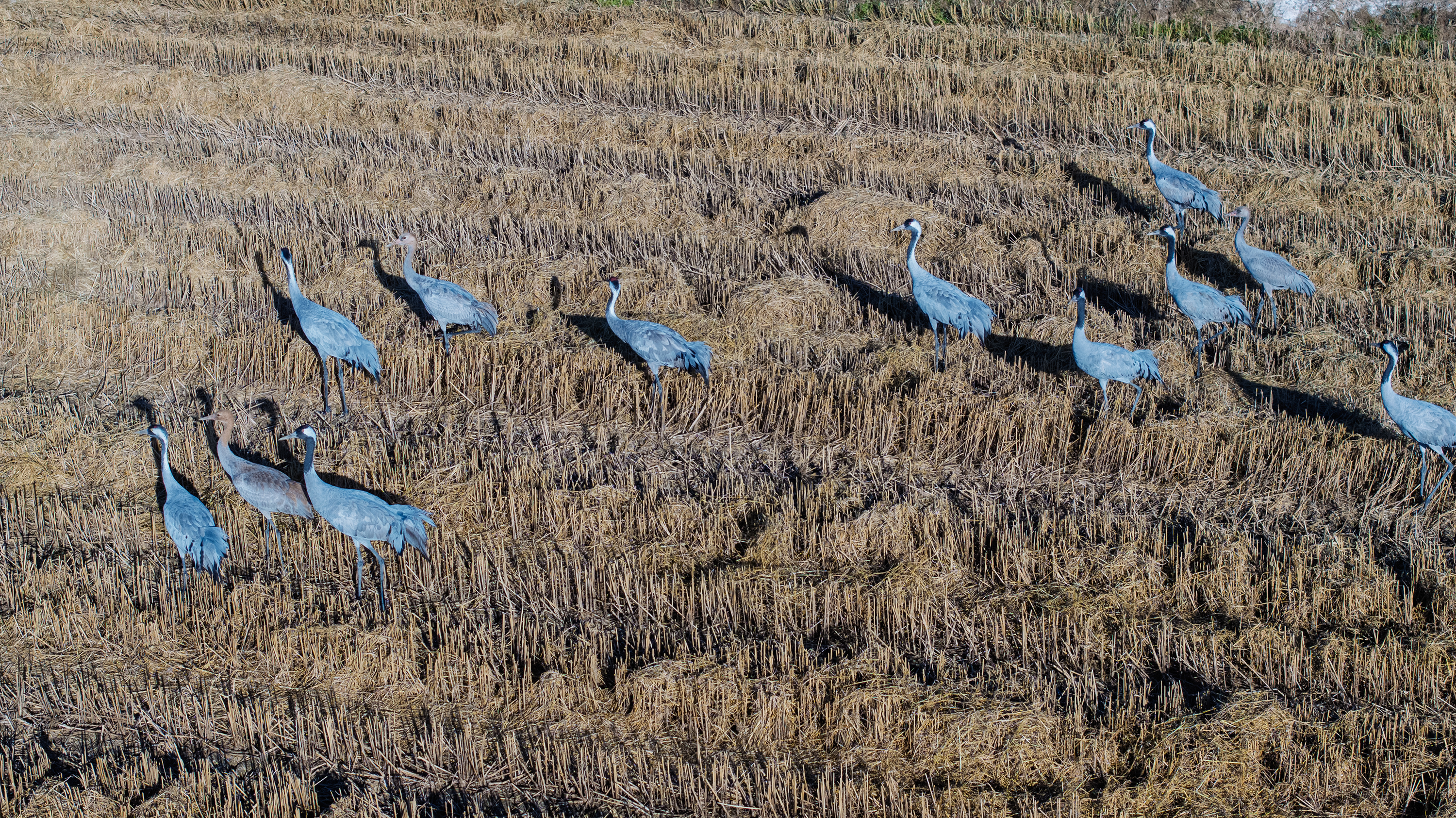 DJI_20241129144944_0319_D-1g3000.jpg